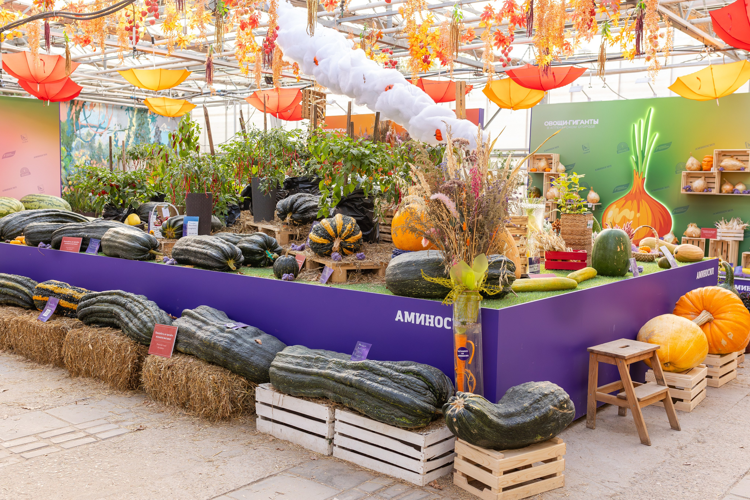 Овощи-гиганты. Александра Куликова фотограф, Москва