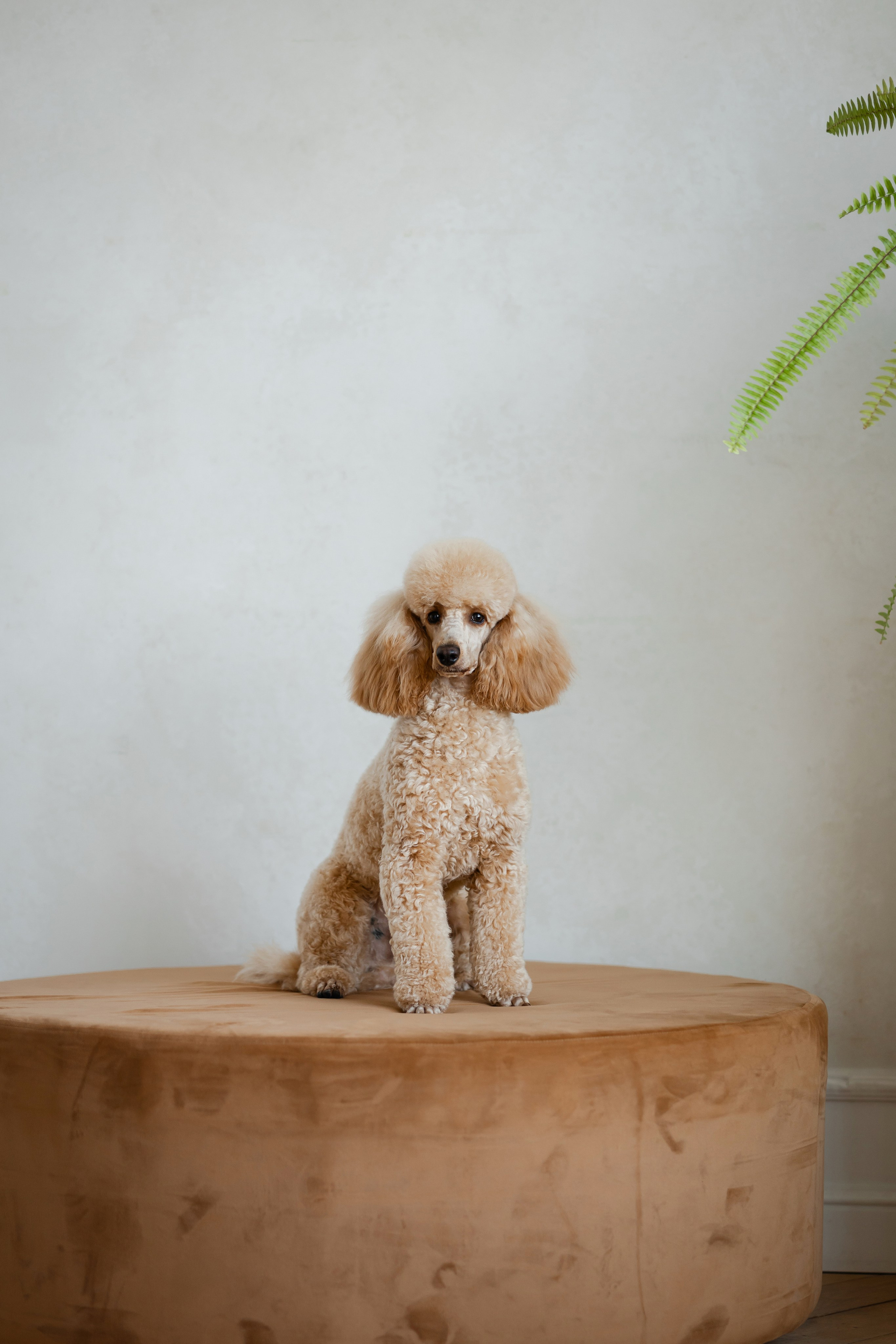 Фотосессия пуделя в студии. Фотограф-анималист в Краснодаре Маша Мельникова