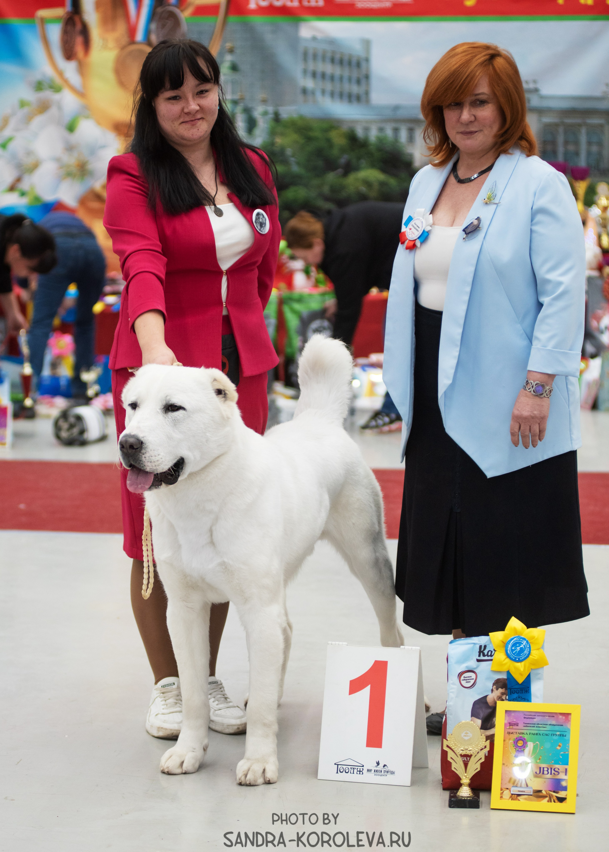 Выставка собак тюмень 10.12.2022. Дог-фотограф в Тюмени Александра Королева