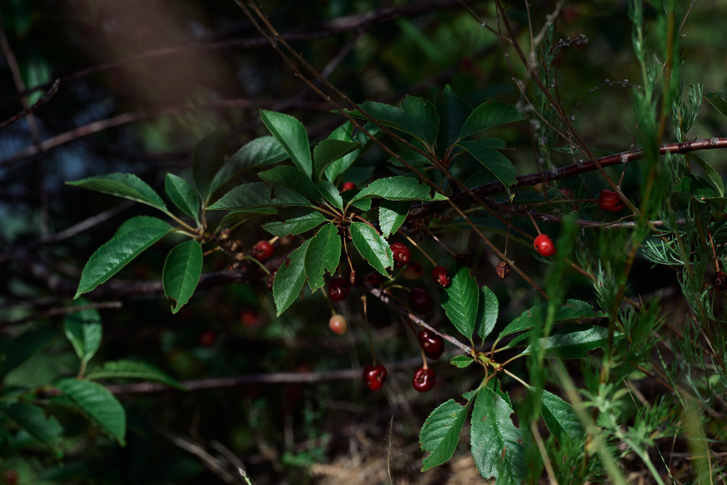 Кстово. Маляревич Дмитрий свадебный фотограф