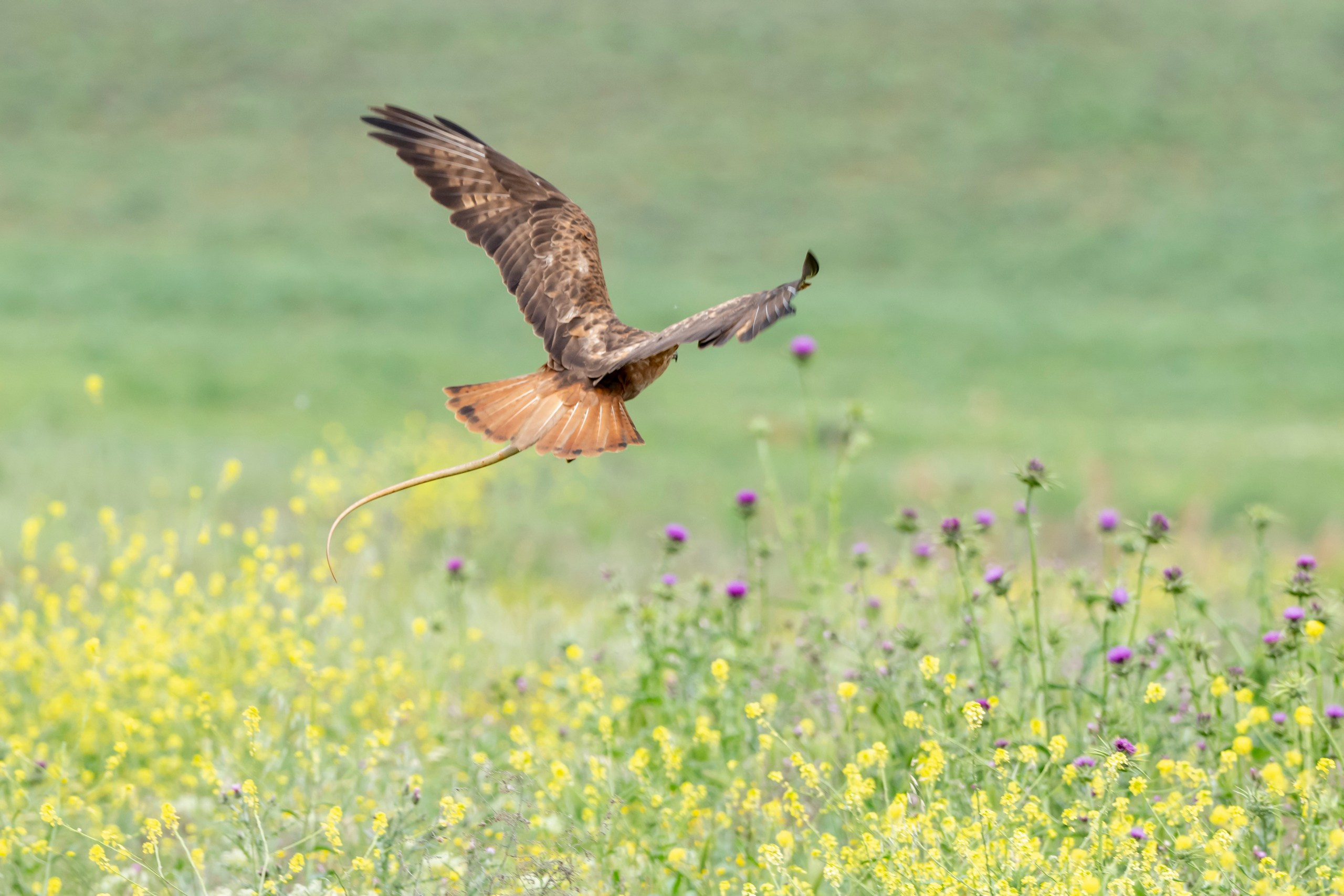 Дикая природа Дагестана. Май 2025 г. Foto-Zuev фотография как искусство