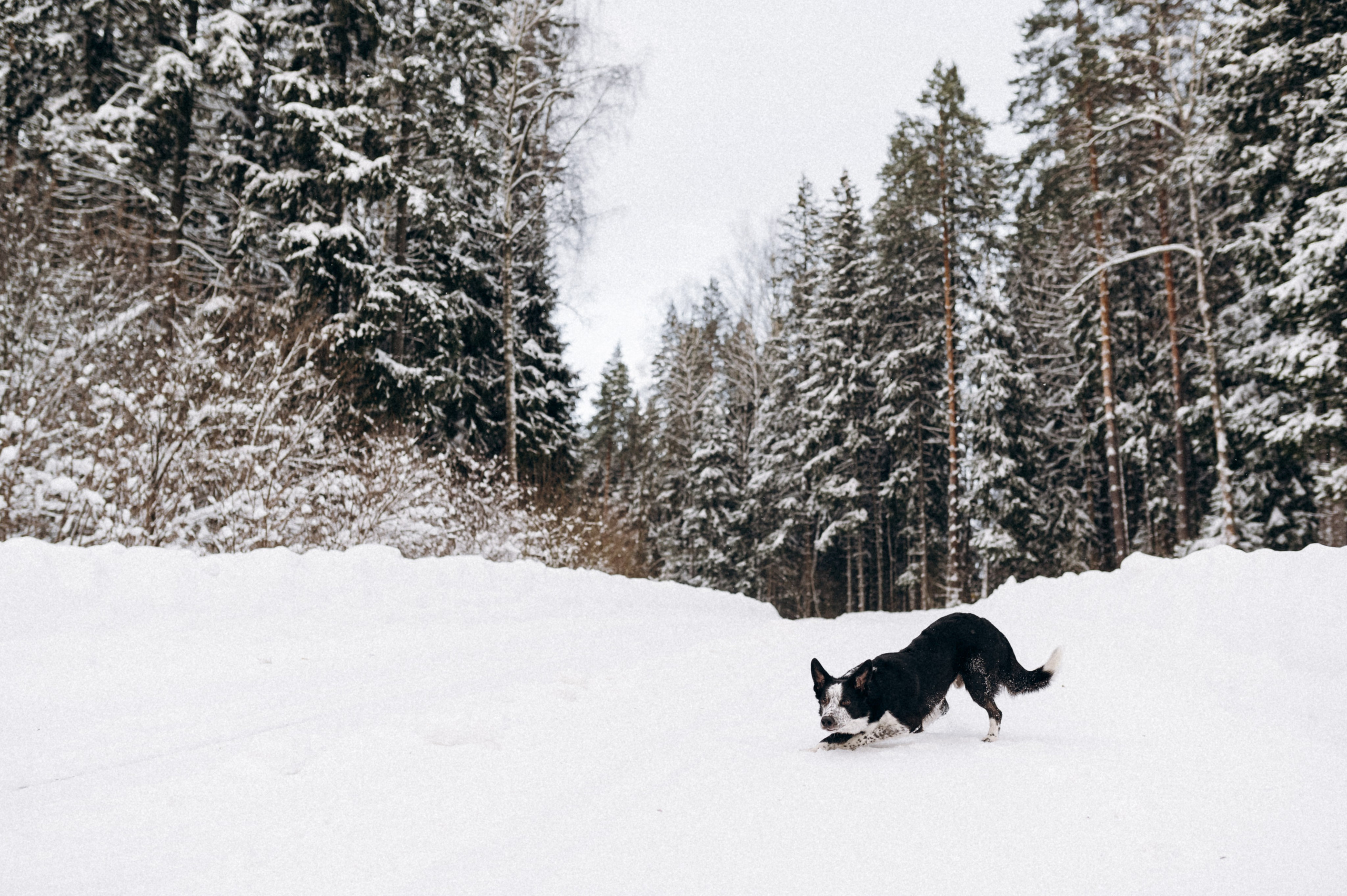 Аня и Милан. Фотограф анималист в Москве Ольга Агушева