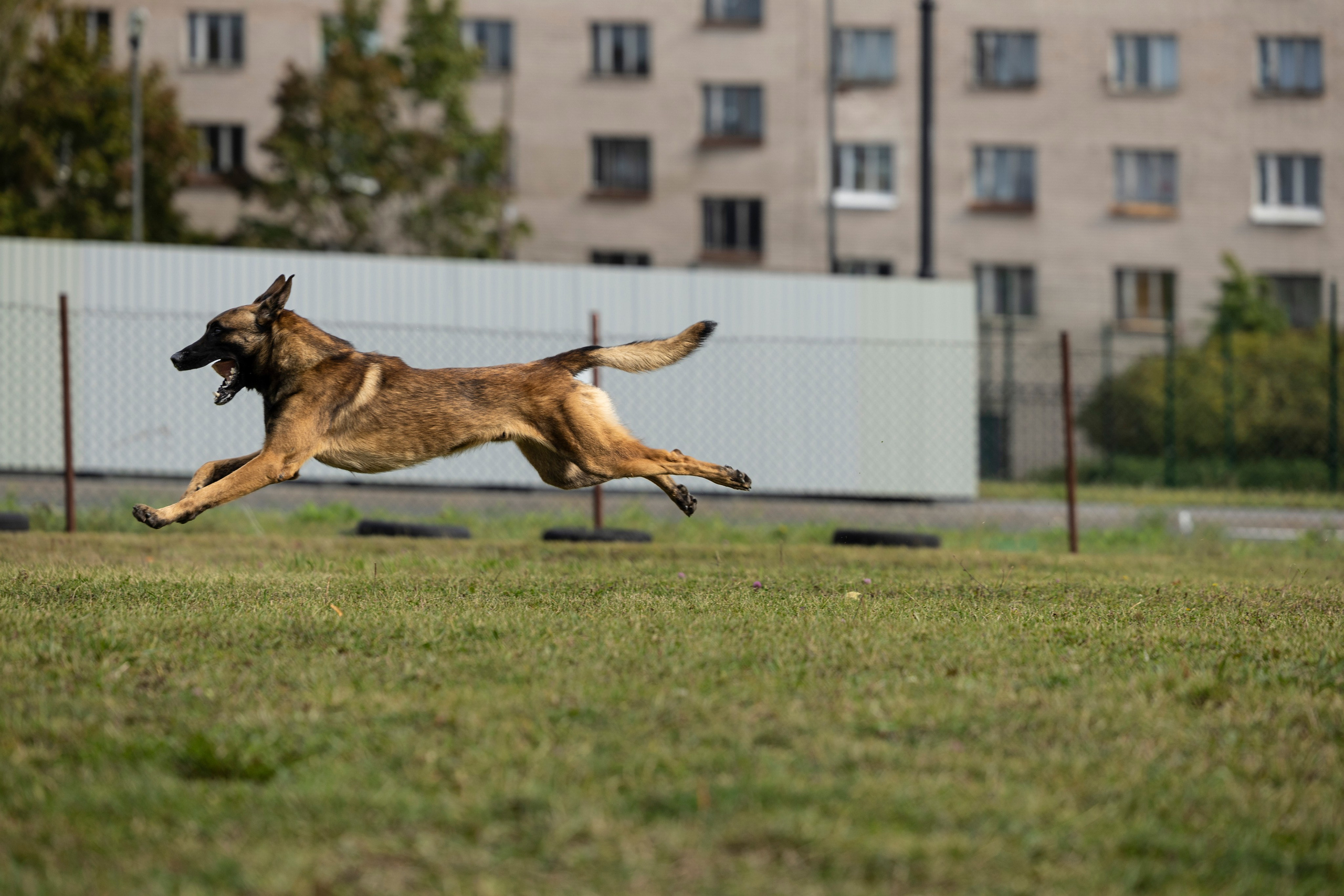 Испытания по Мондьорингу г. Пушкин. Фотограф-анималист Анна Маринич