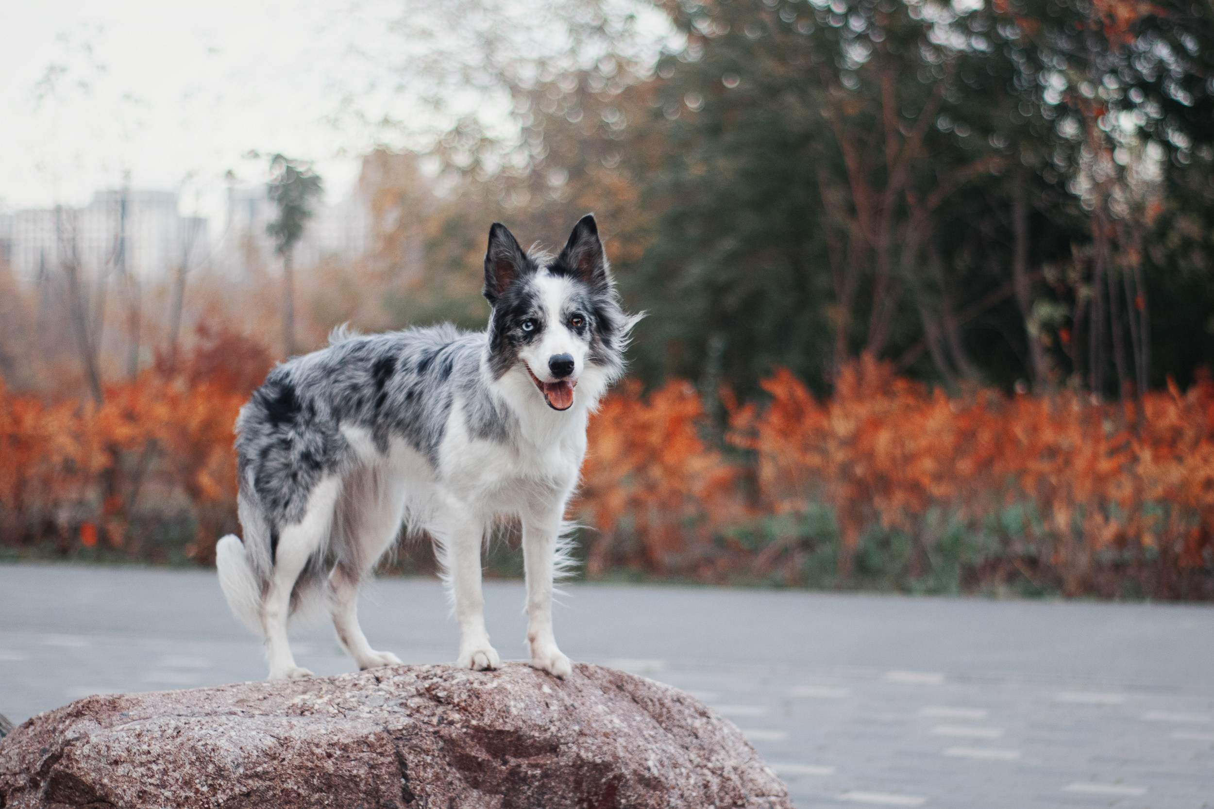 Лисса. Фотограф в Тюмени Лизавета Сапицкая