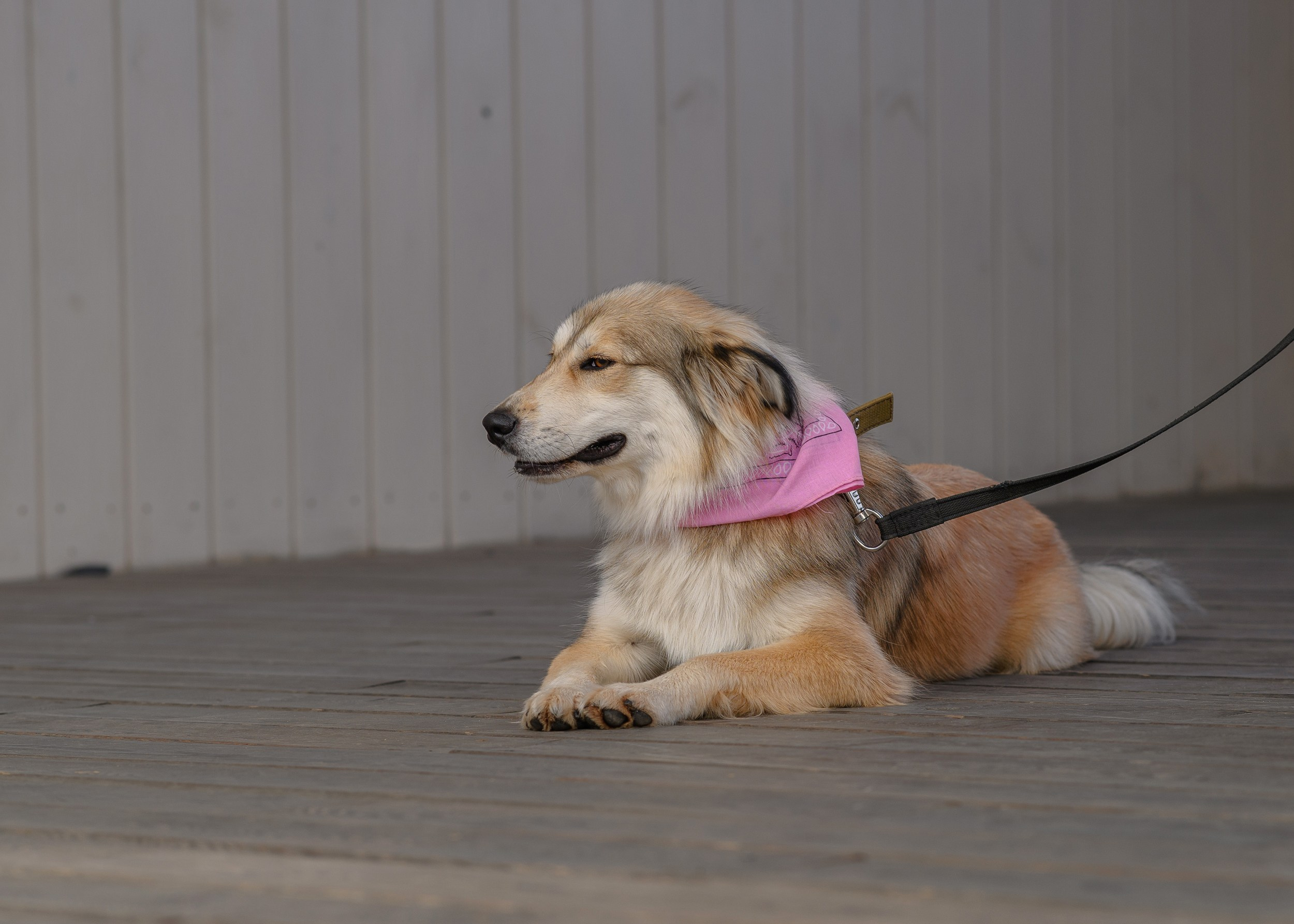 СобачийФест_РынокНаГоре_10082024. Фотограф Александр Данилов