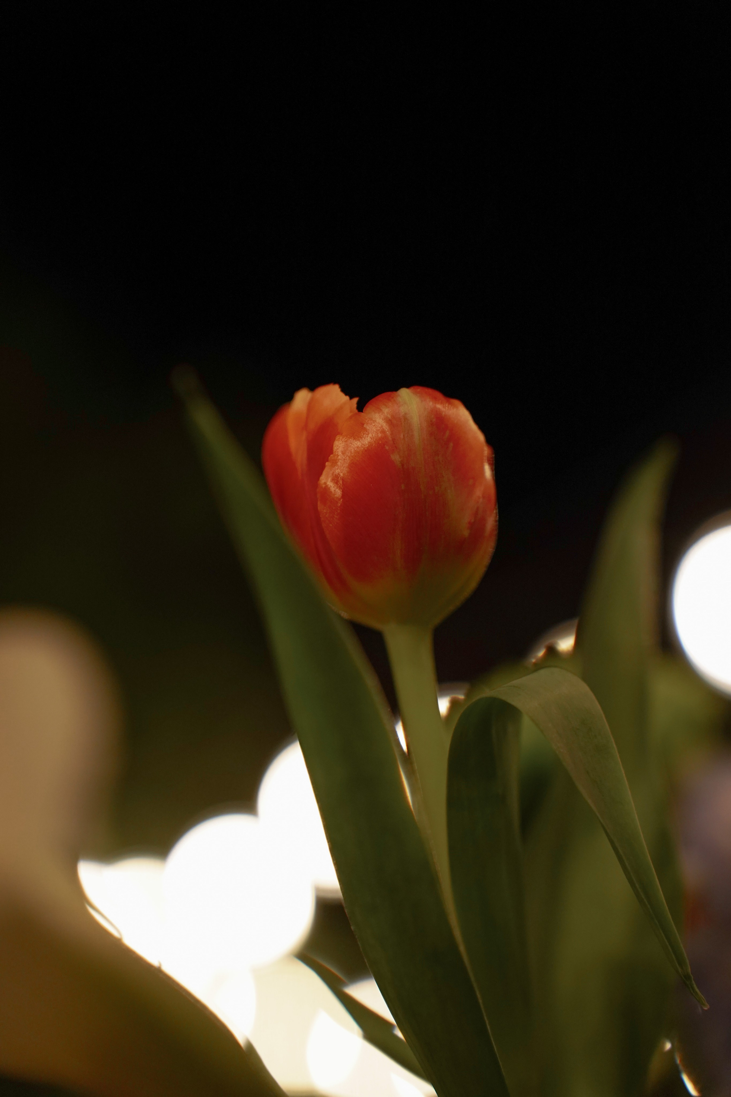 Maria & Burak. İrandek. Fotoğrafçı. İzmir