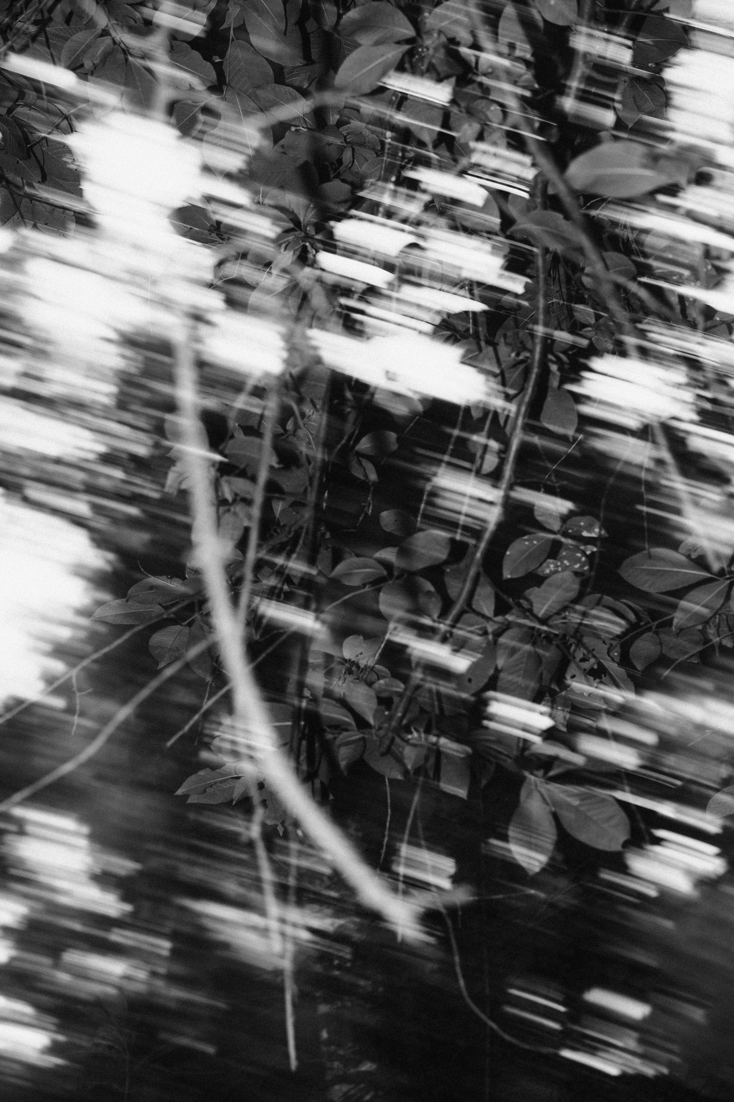 Лес. Veronika Popadeikina Photographer