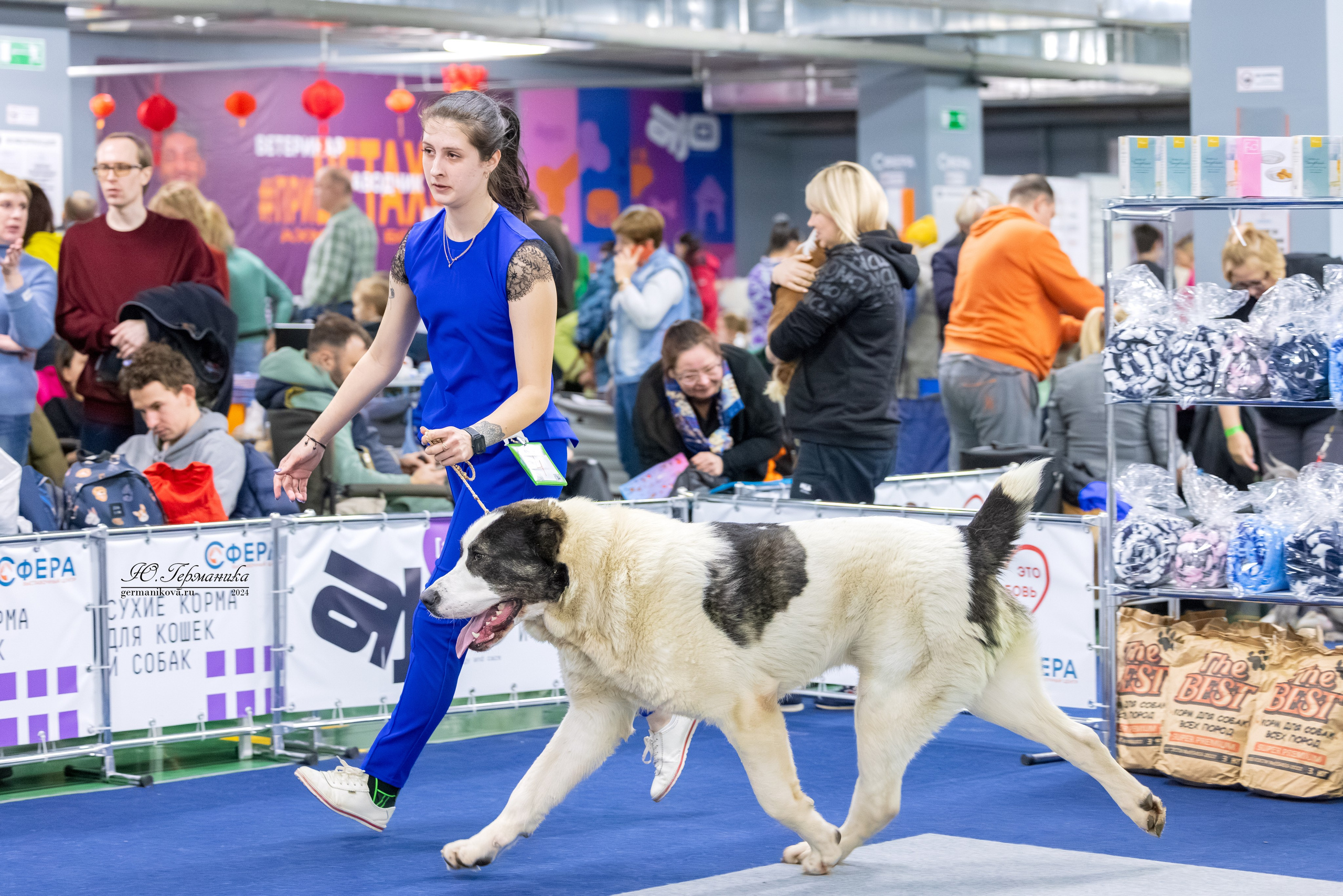 Сфера 08 и 10.03.2024 2хмоно ротвейлеров+2хмоно сао. Фотограф-анималист Юлия Германика