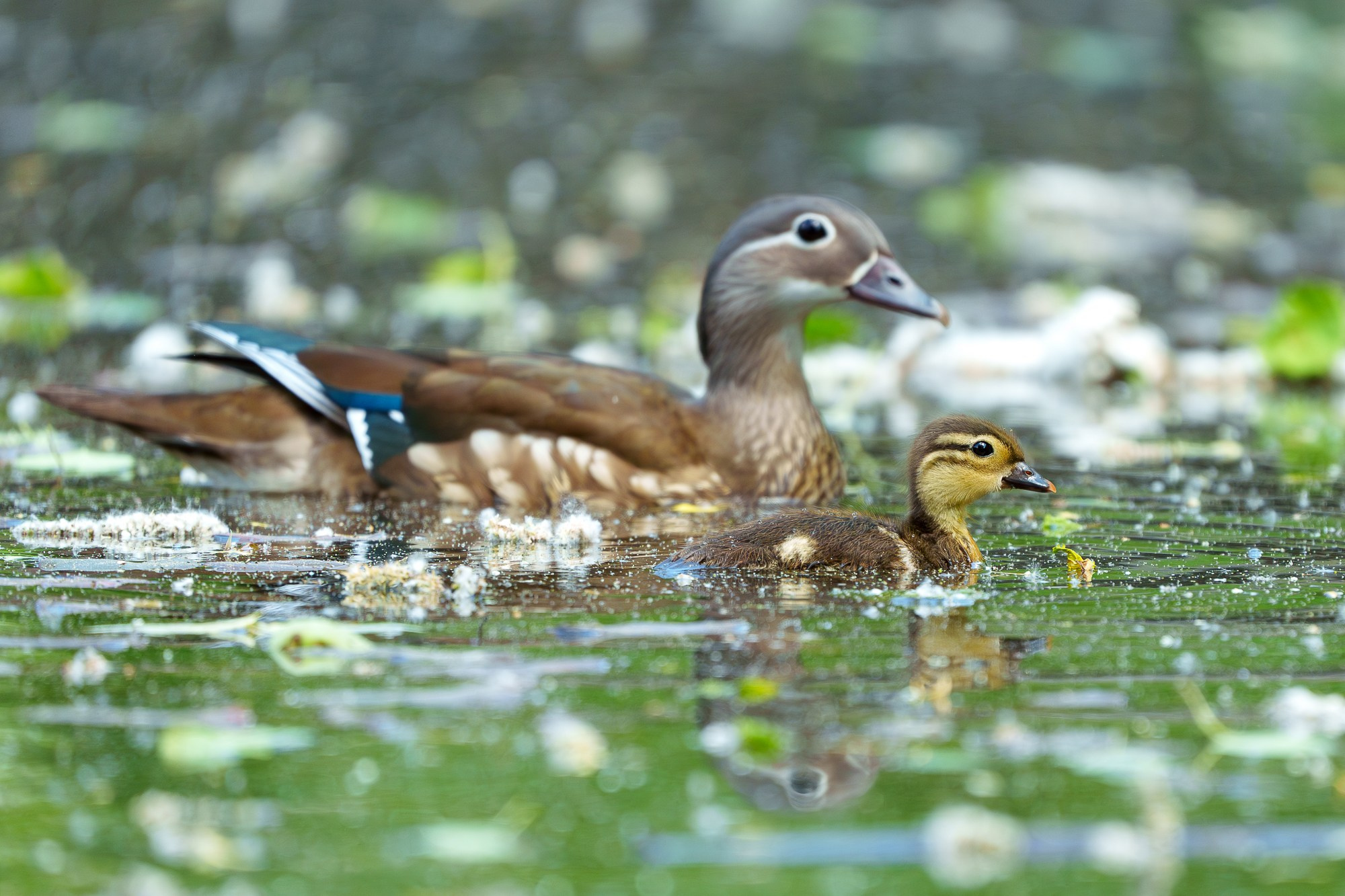 Удивительные мир птиц. Вокруг нас столько прекрасного — присмотритесь!. Ваш личный фотограф Марина Волкова
