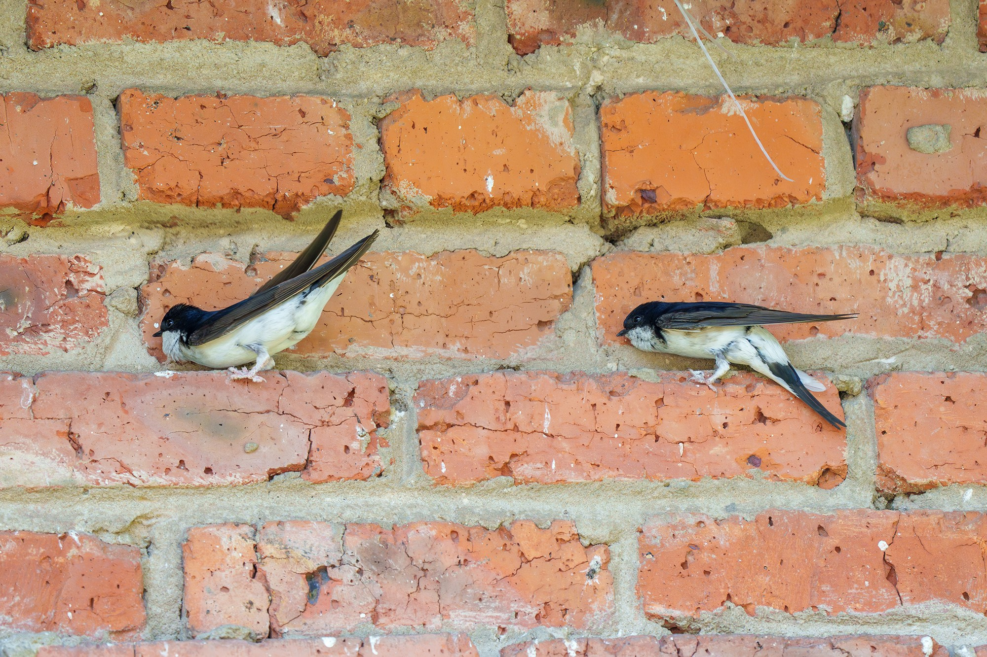 Удивительные мир птиц. Вокруг нас столько прекрасного — присмотритесь!. Ваш личный фотограф Марина Волкова