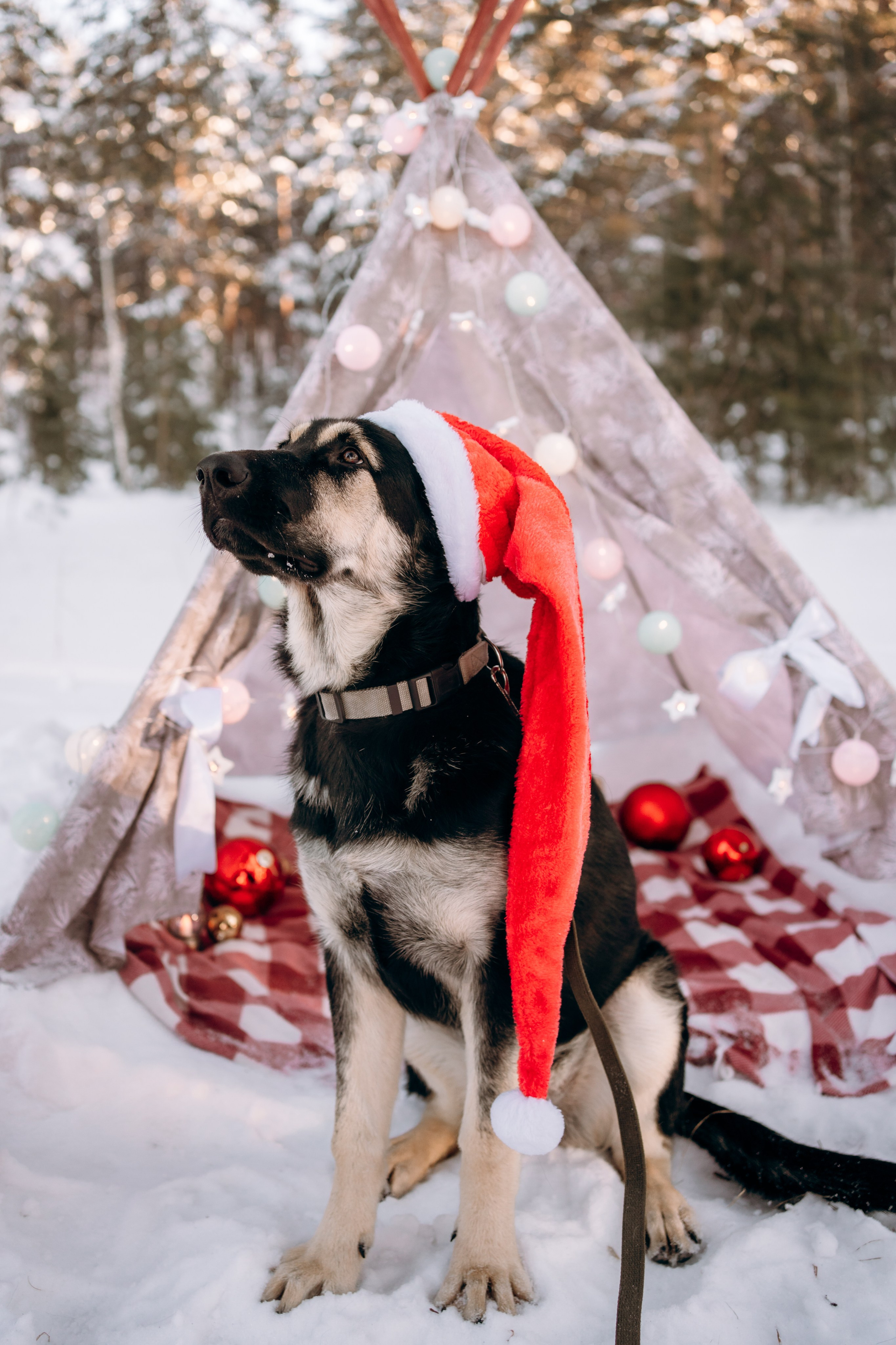 Г. Миасс 2023-2024. Фотограф-анималист Анастасия Большакова