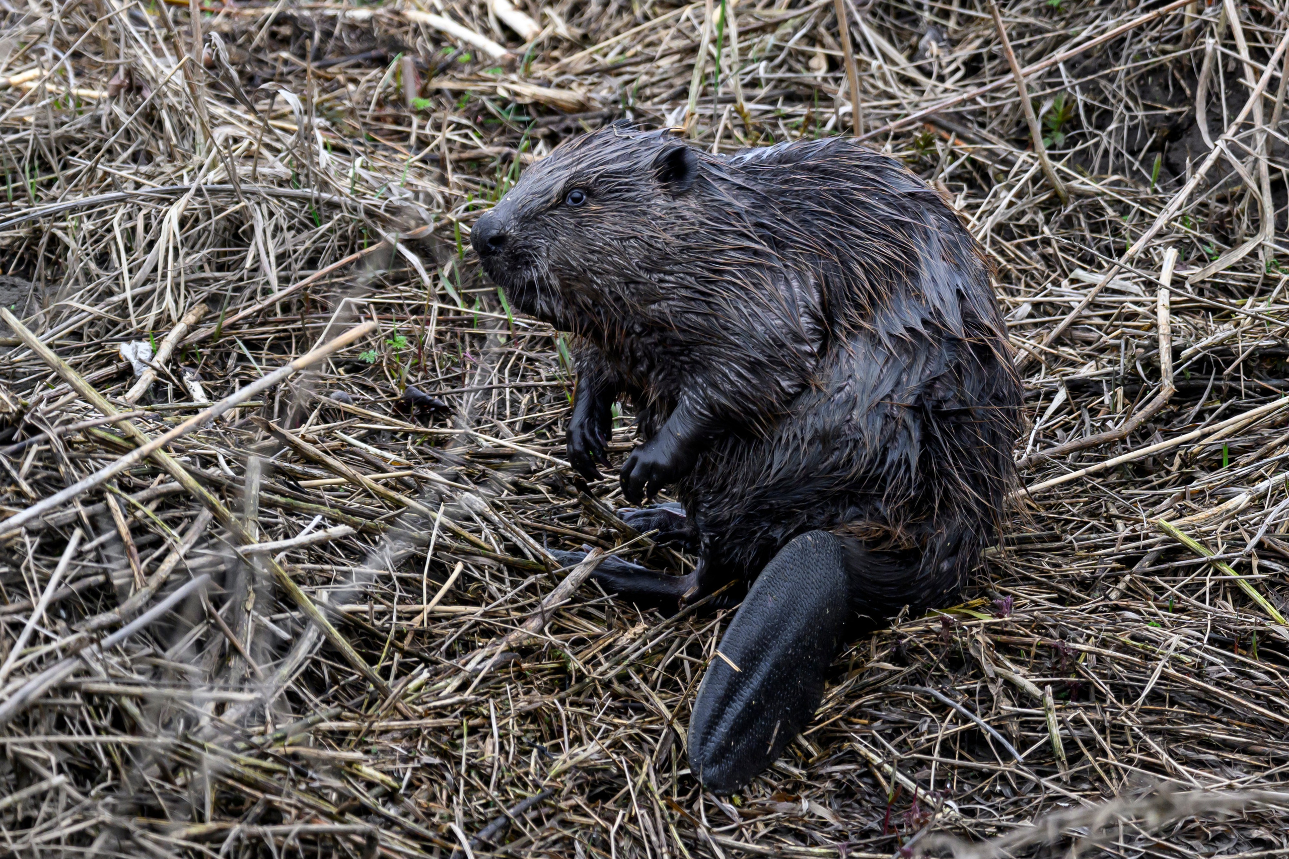 Бобр и куропатки. Wildlife photography by Sergey Puponin