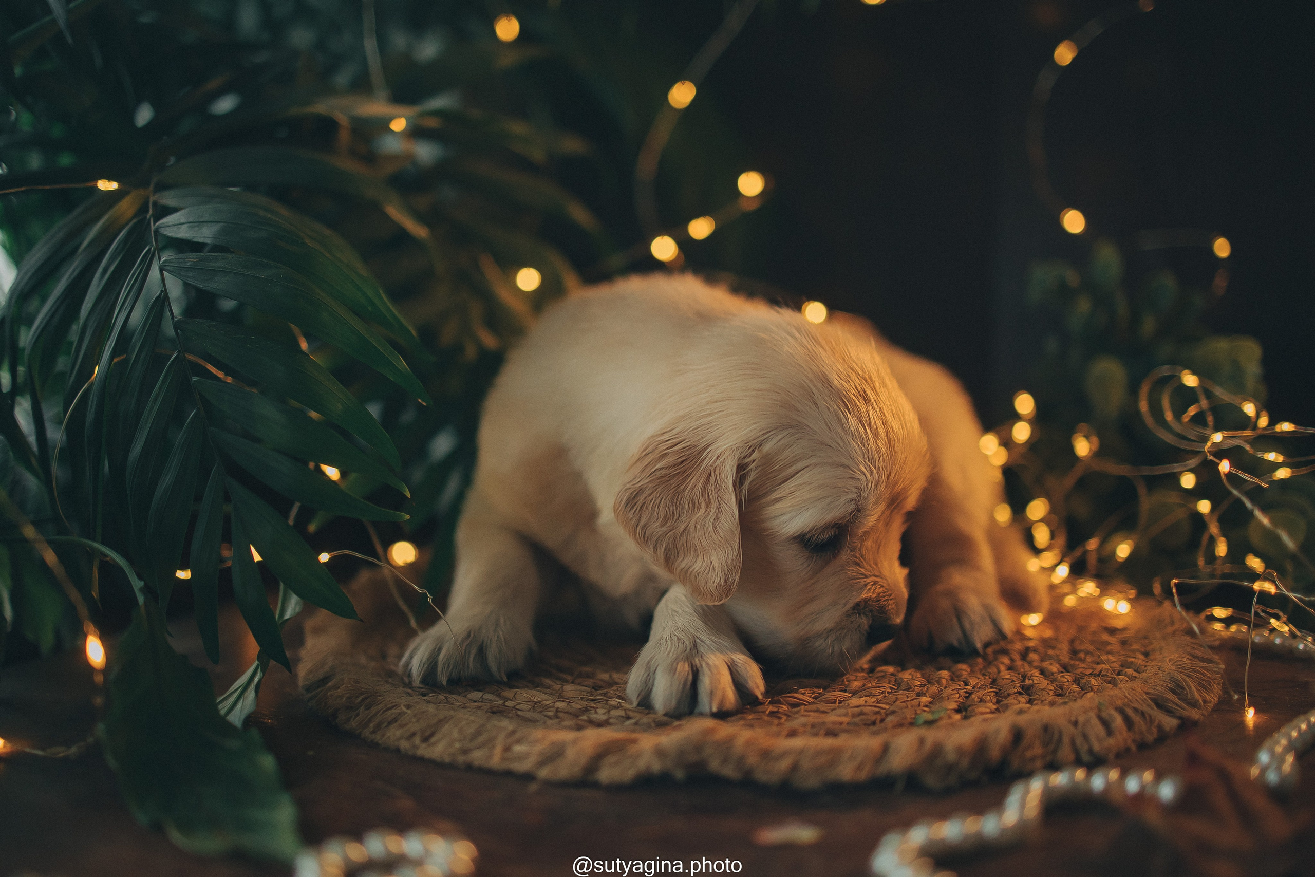 Фиолетовая лента. Свадебный и женский фотограф