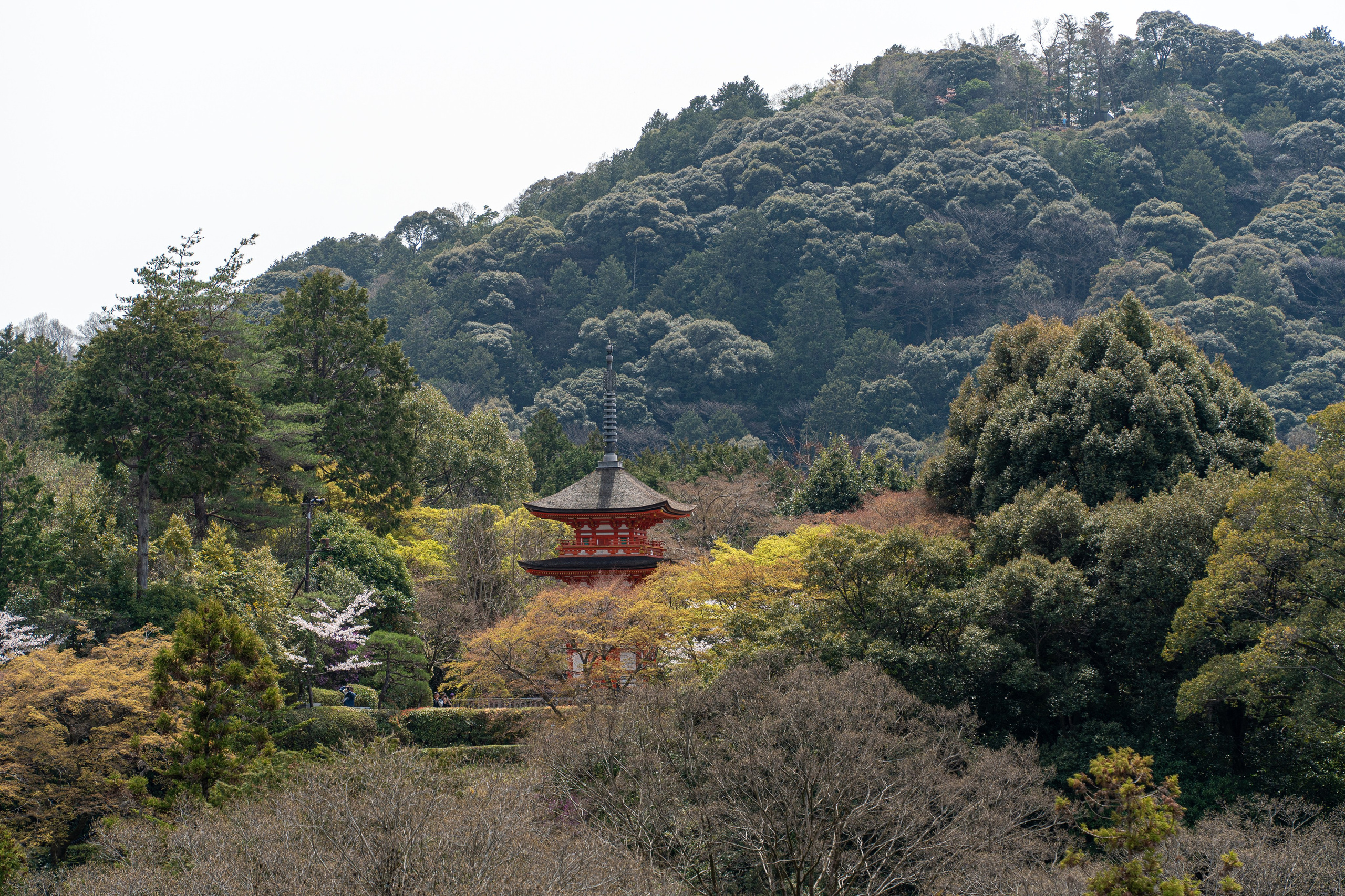 Япония, сакура. Творческие сьемки