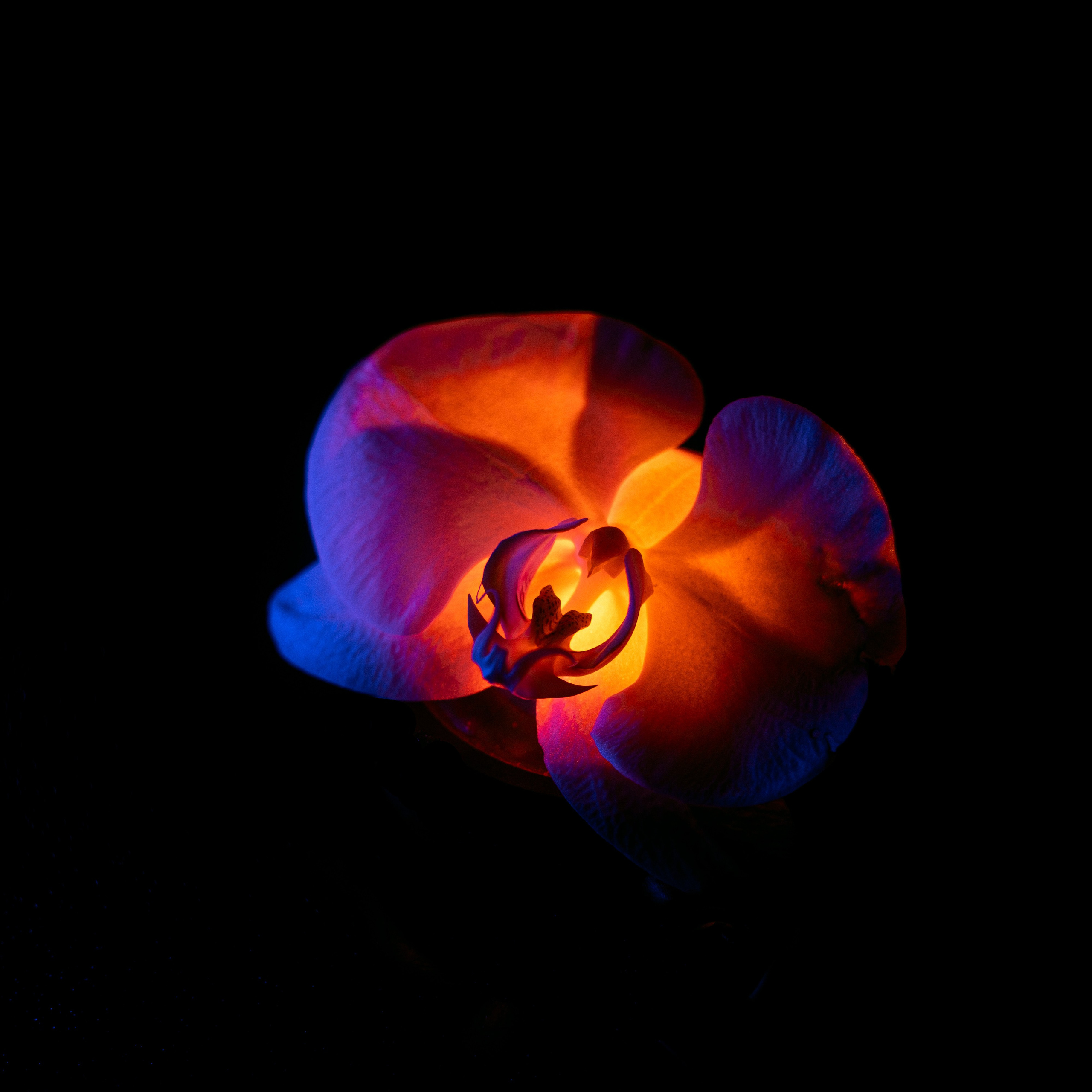 Shades of Bloom. Фотограф в Алматы Анастасия Новоселова