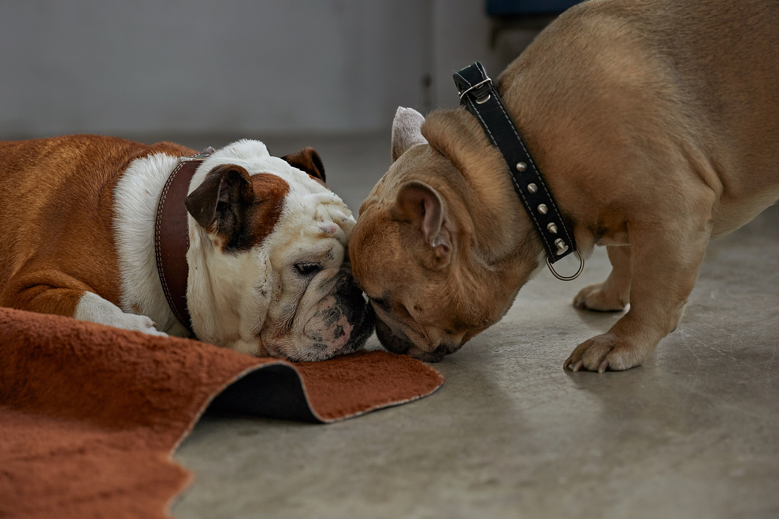 Наталья. Фотограф женского портрета, беременности и материнства Харькова Елена
