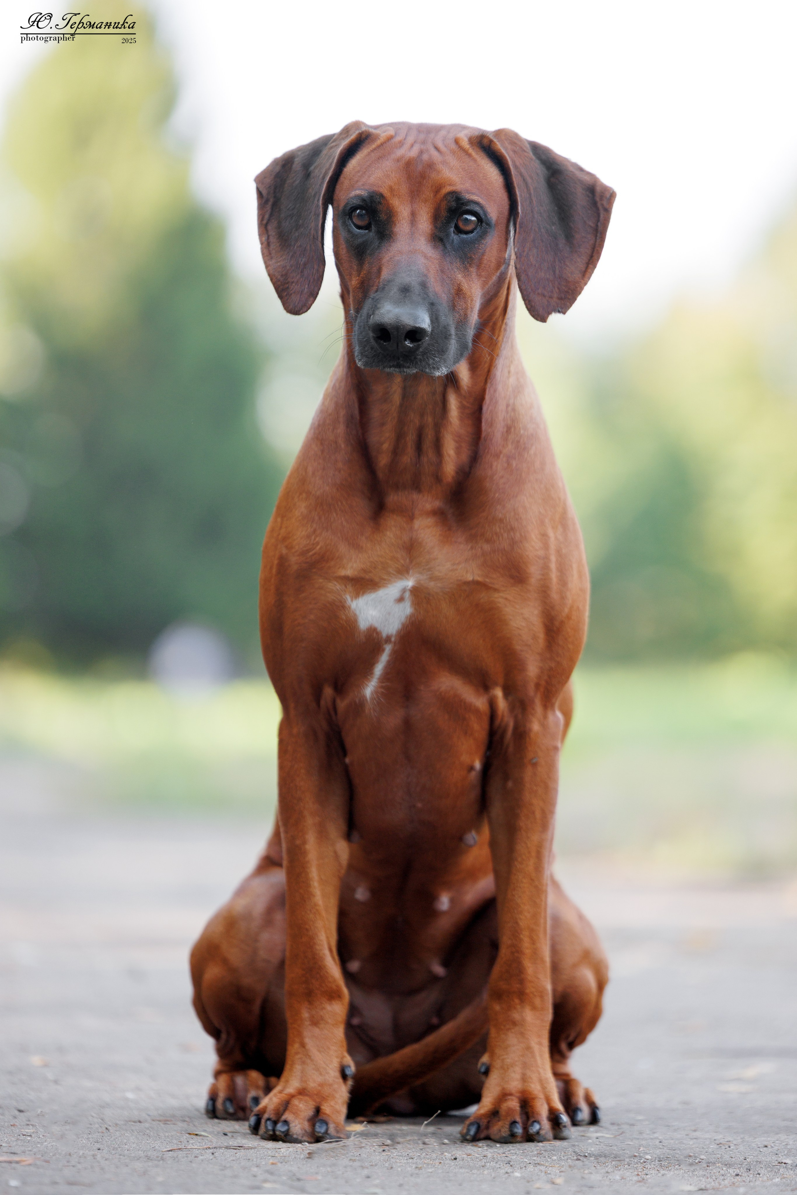 Тверь 10.08.2025. Фотограф-анималист Юлия Германика