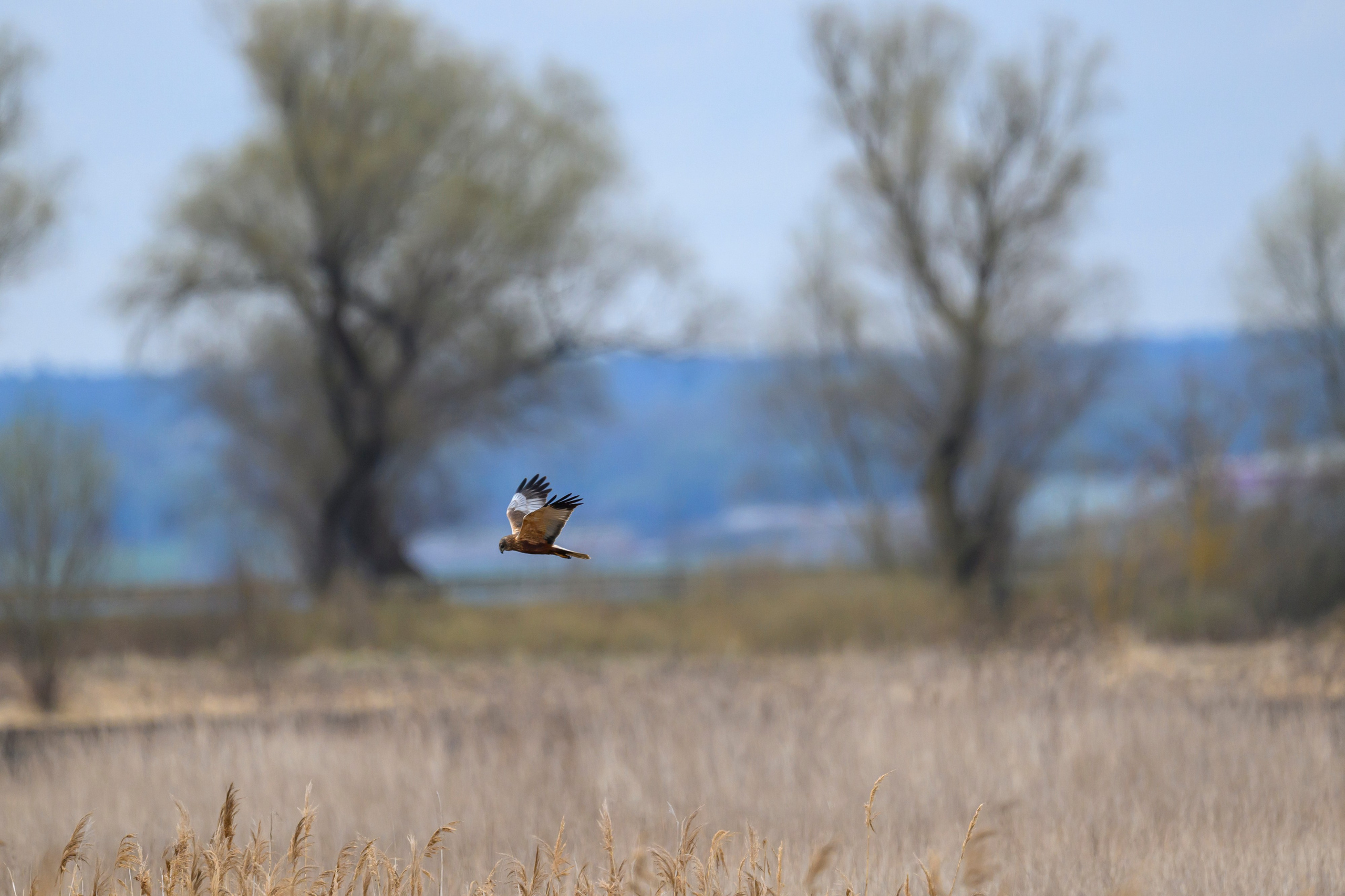 Дуплет скопы. Wildlife photography by Sergey Puponin