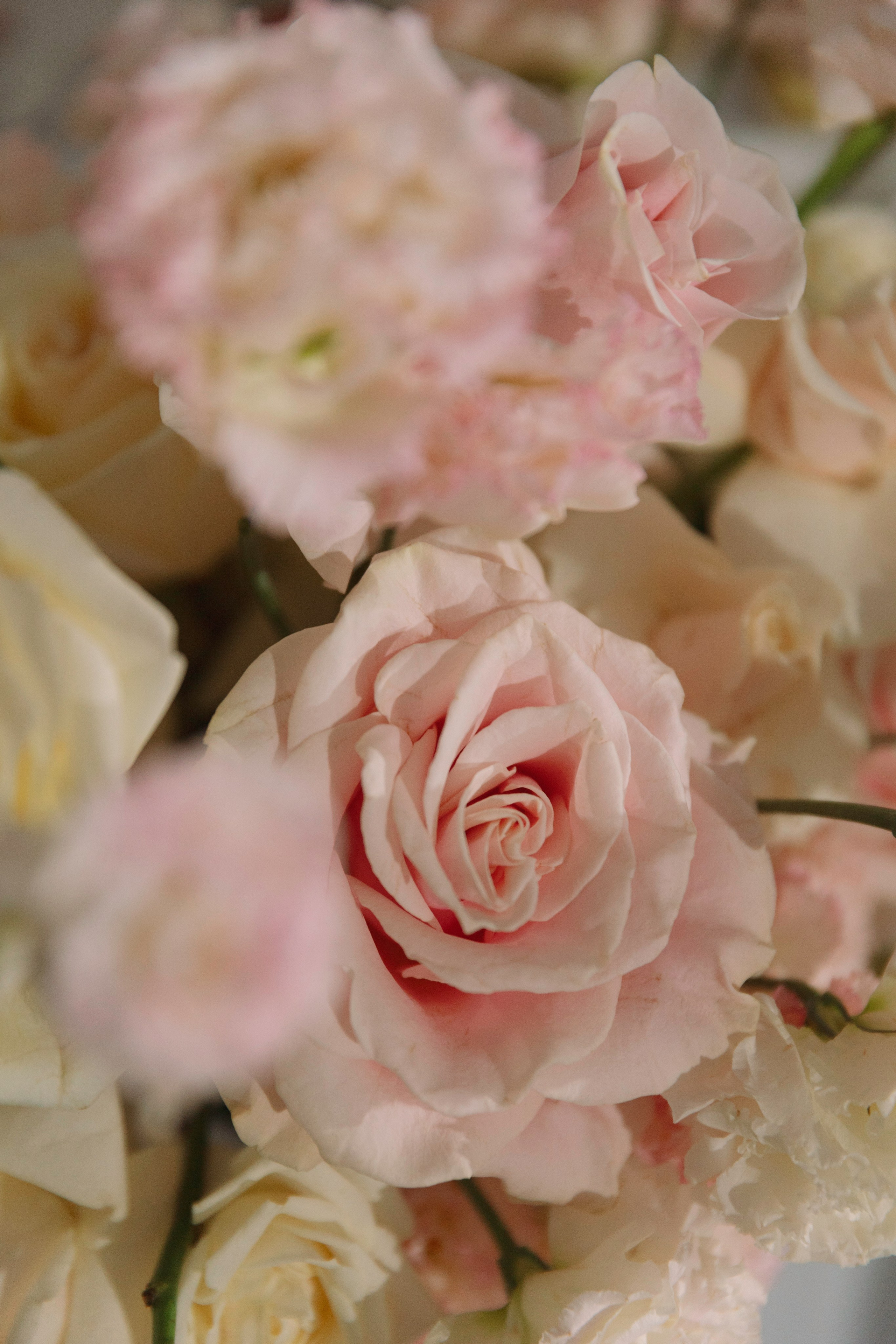 Тимофей и Олеся