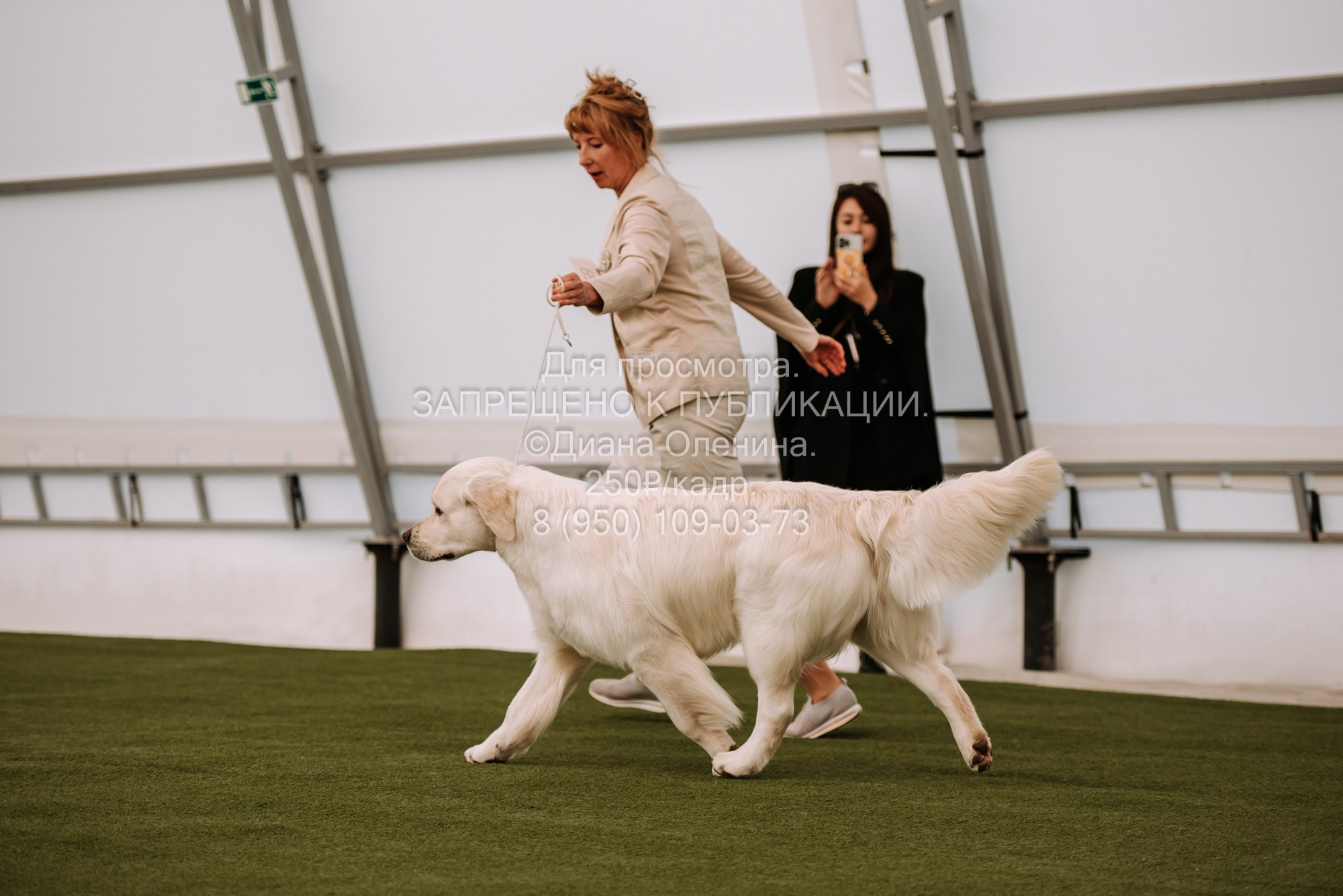 Выставка собак Красноярск 2.06. Фотограф Диана Оленина Красноярск / Братск