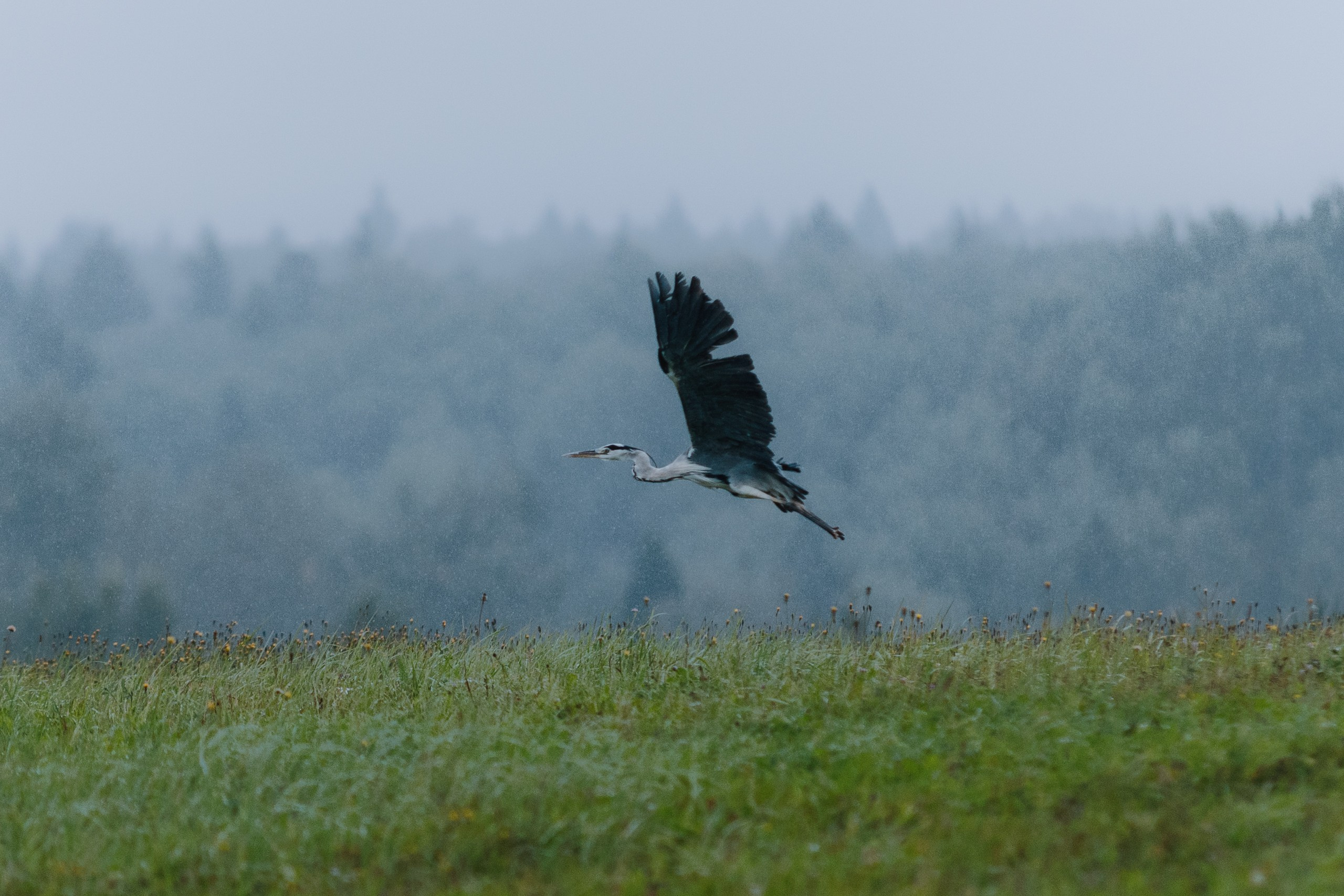 Природа. Спортивный фотограф Тремпольцева Анна