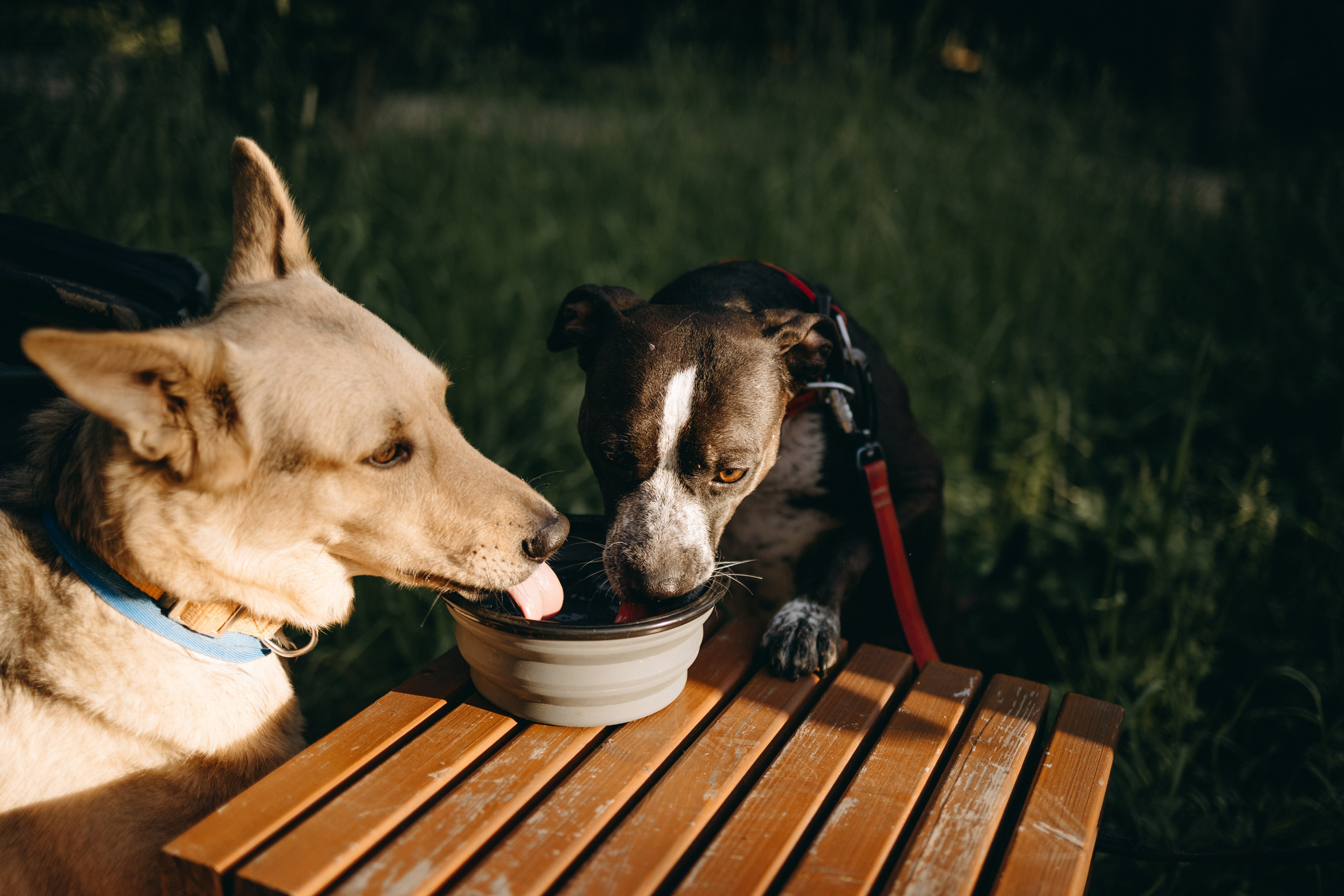 Татьяна, Сергей и их Булочка и Пончик. Фотограф — Анималист | Санкт-Петербург