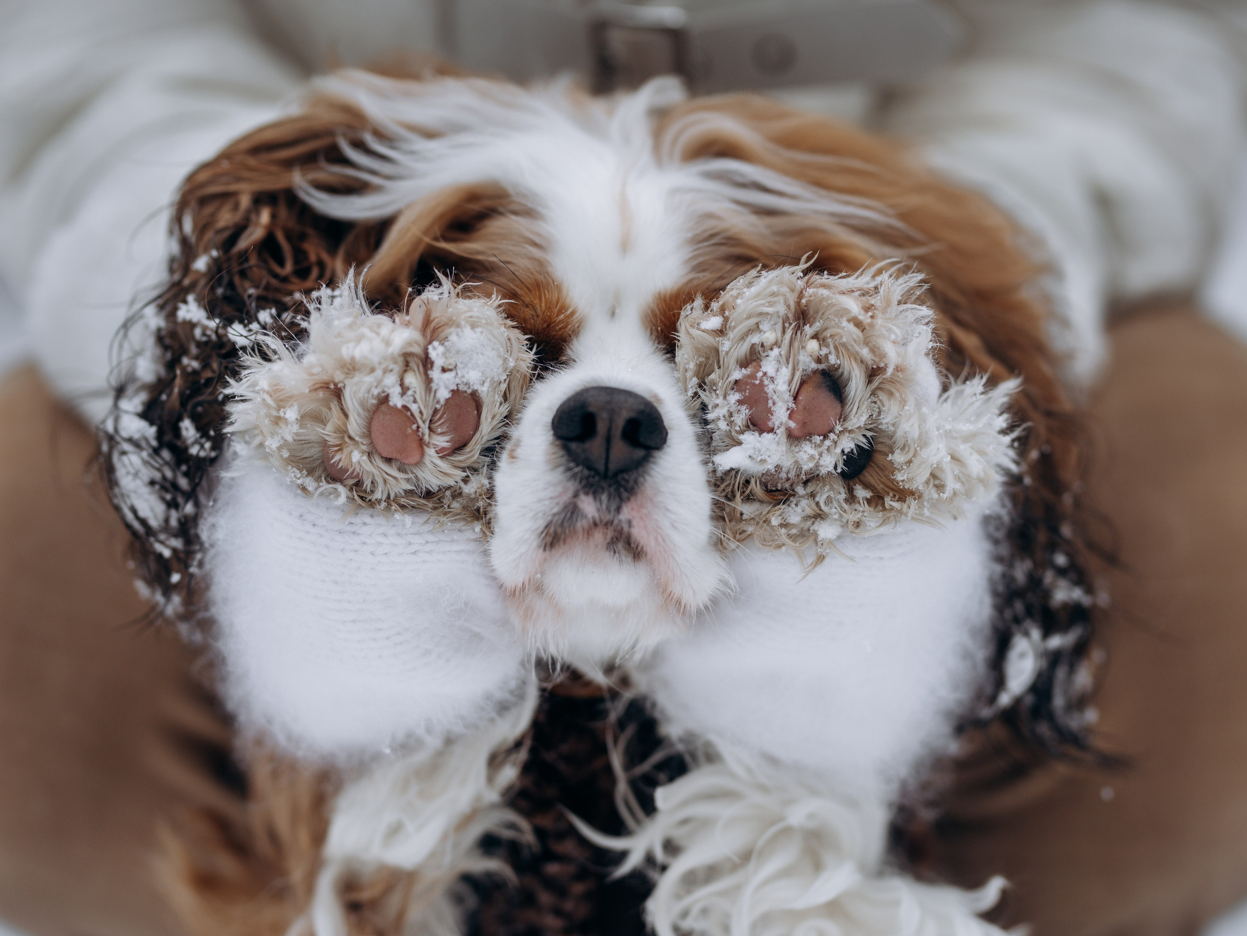 Дарси и Маша. Фотограф-анималист в Москве Кириллова Татьяна