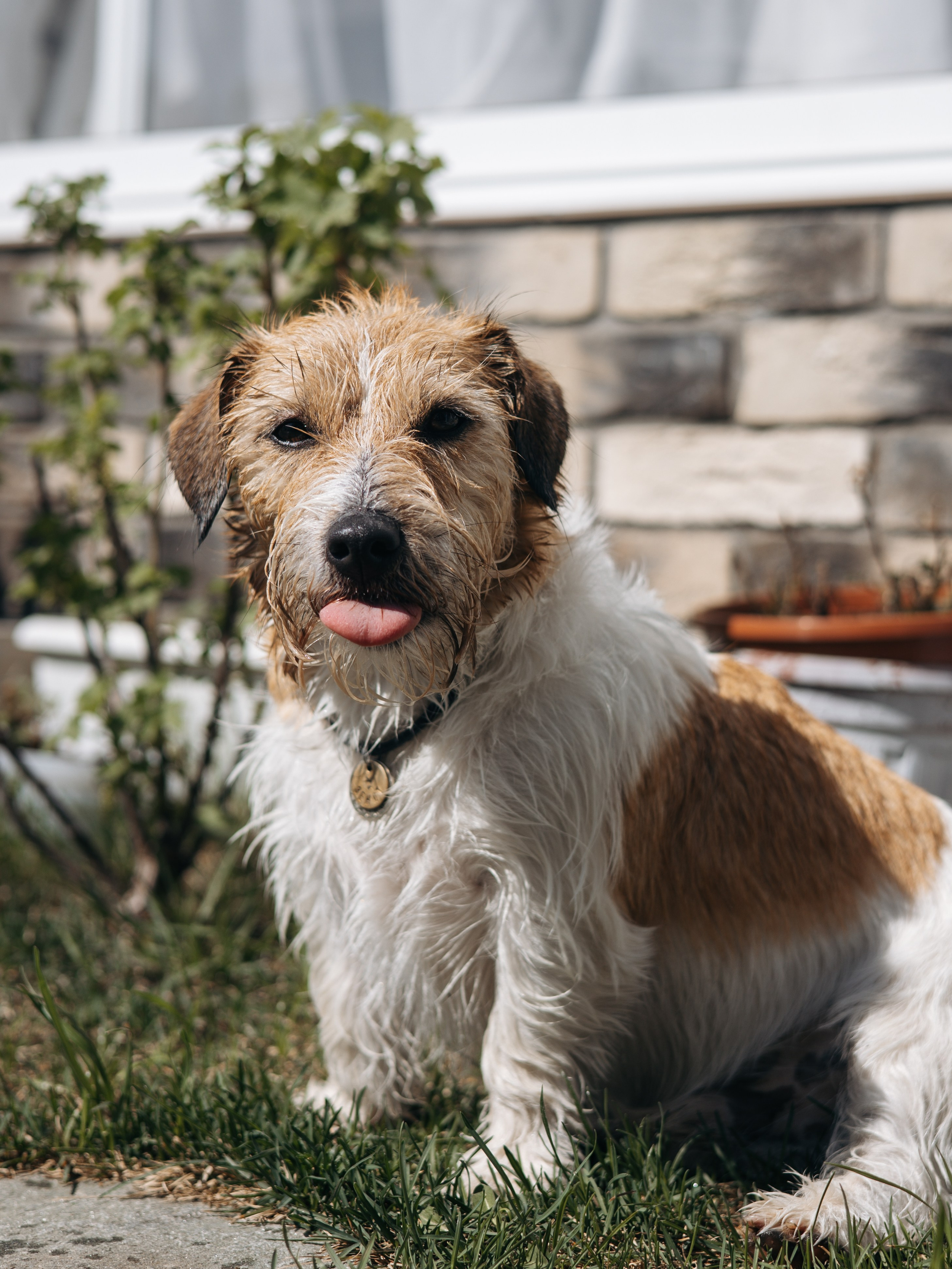 День рождение Зенита. Фотограф-анималист в Москве Кириллова Татьяна