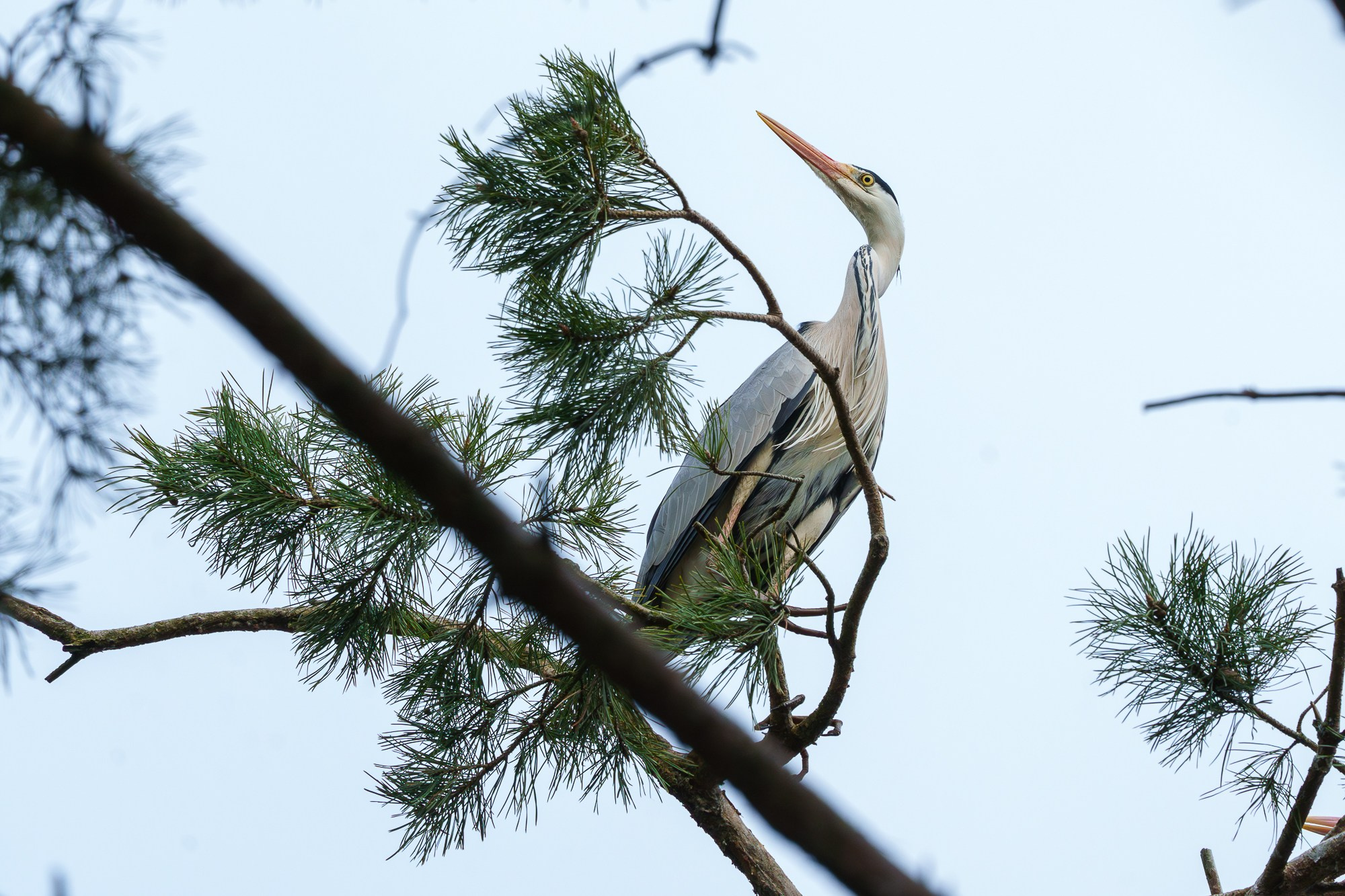Удивительные мир птиц. Вокруг нас столько прекрасного — присмотритесь!. Ваш личный фотограф Марина Волкова