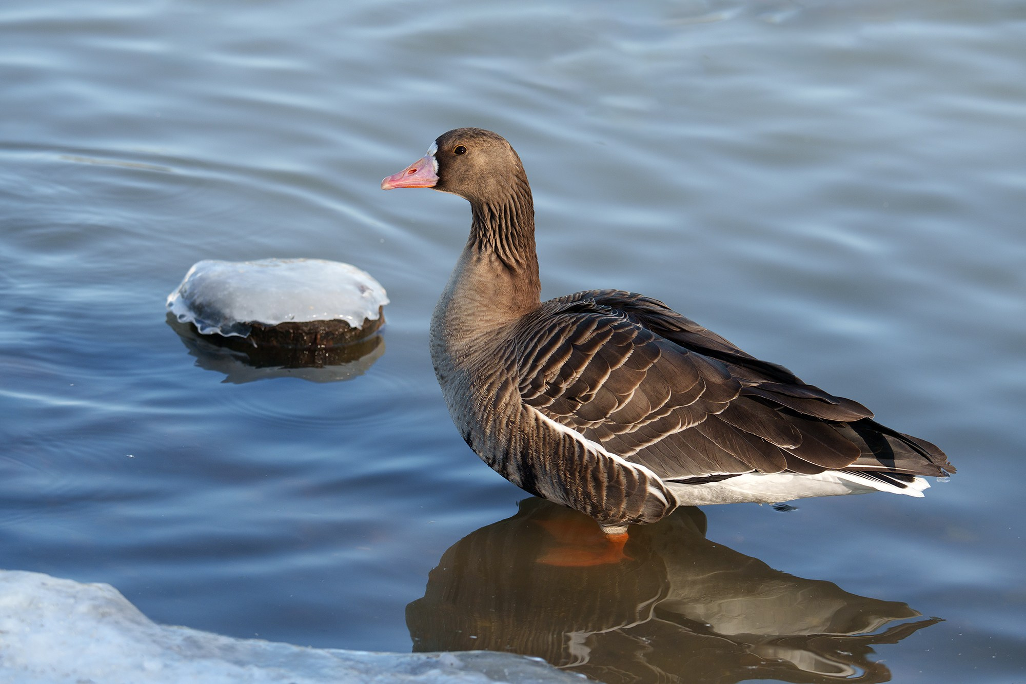 Удивительные мир птиц. Вокруг нас столько прекрасного — присмотритесь!. Ваш личный фотограф Марина Волкова