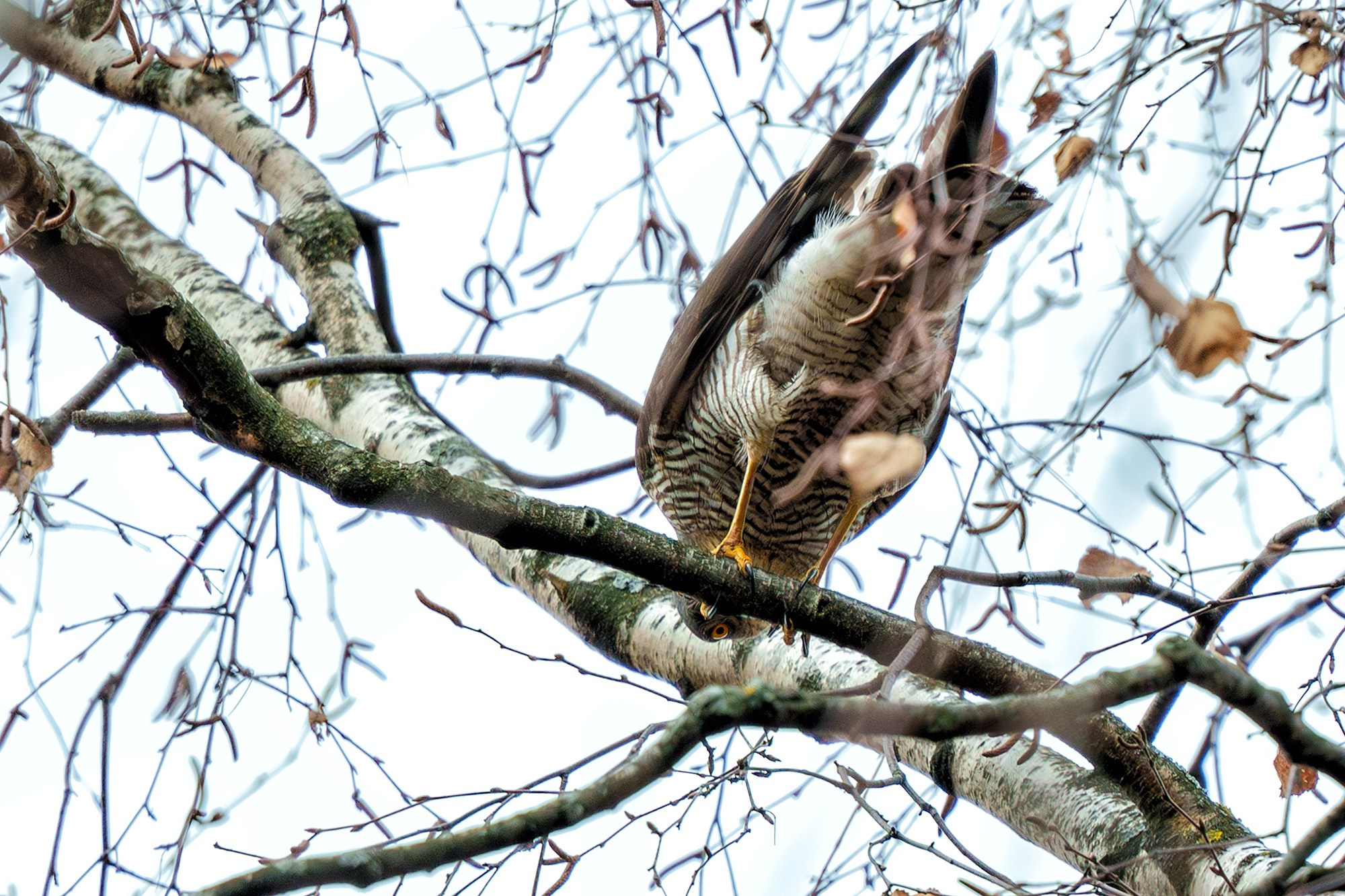 Удивительные мир птиц. Вокруг нас столько прекрасного — присмотритесь!. Ваш личный фотограф Марина Волкова