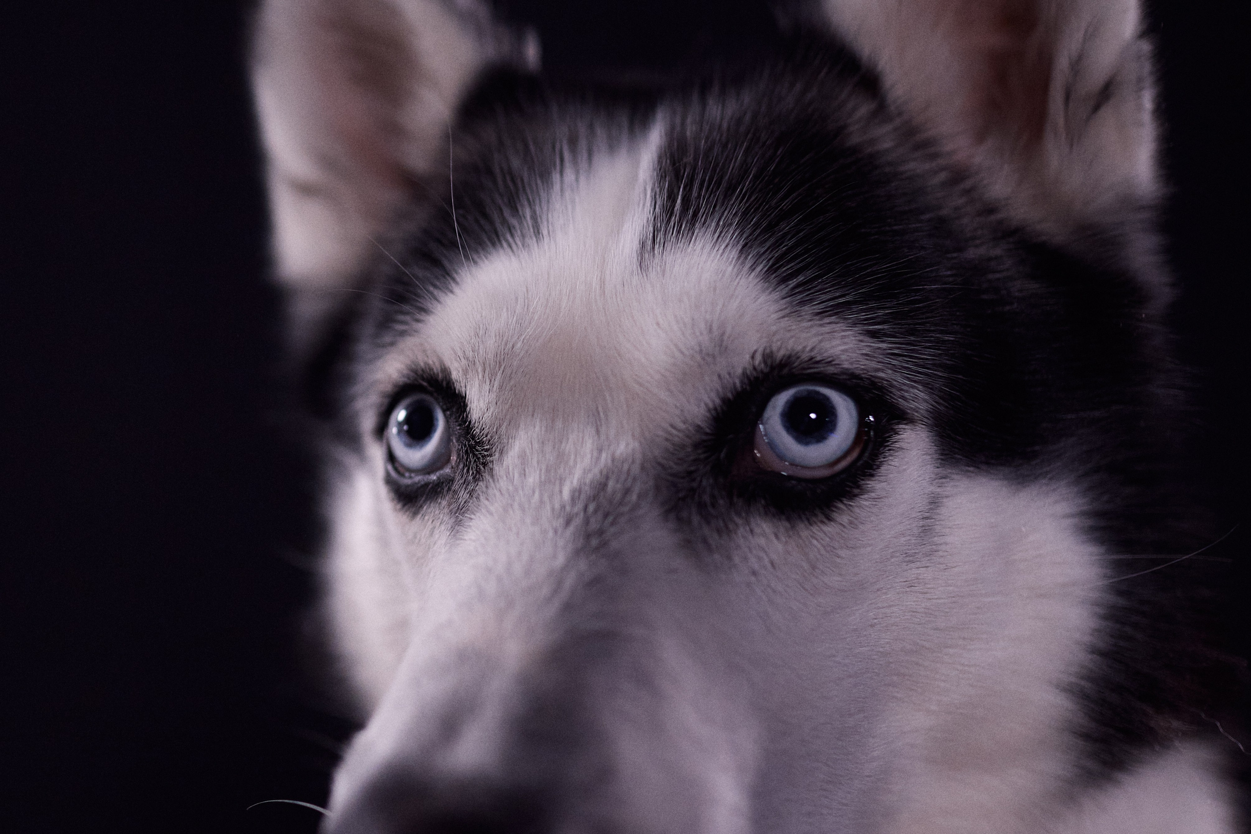 Фотограф-анималист Мартынова Анастасия