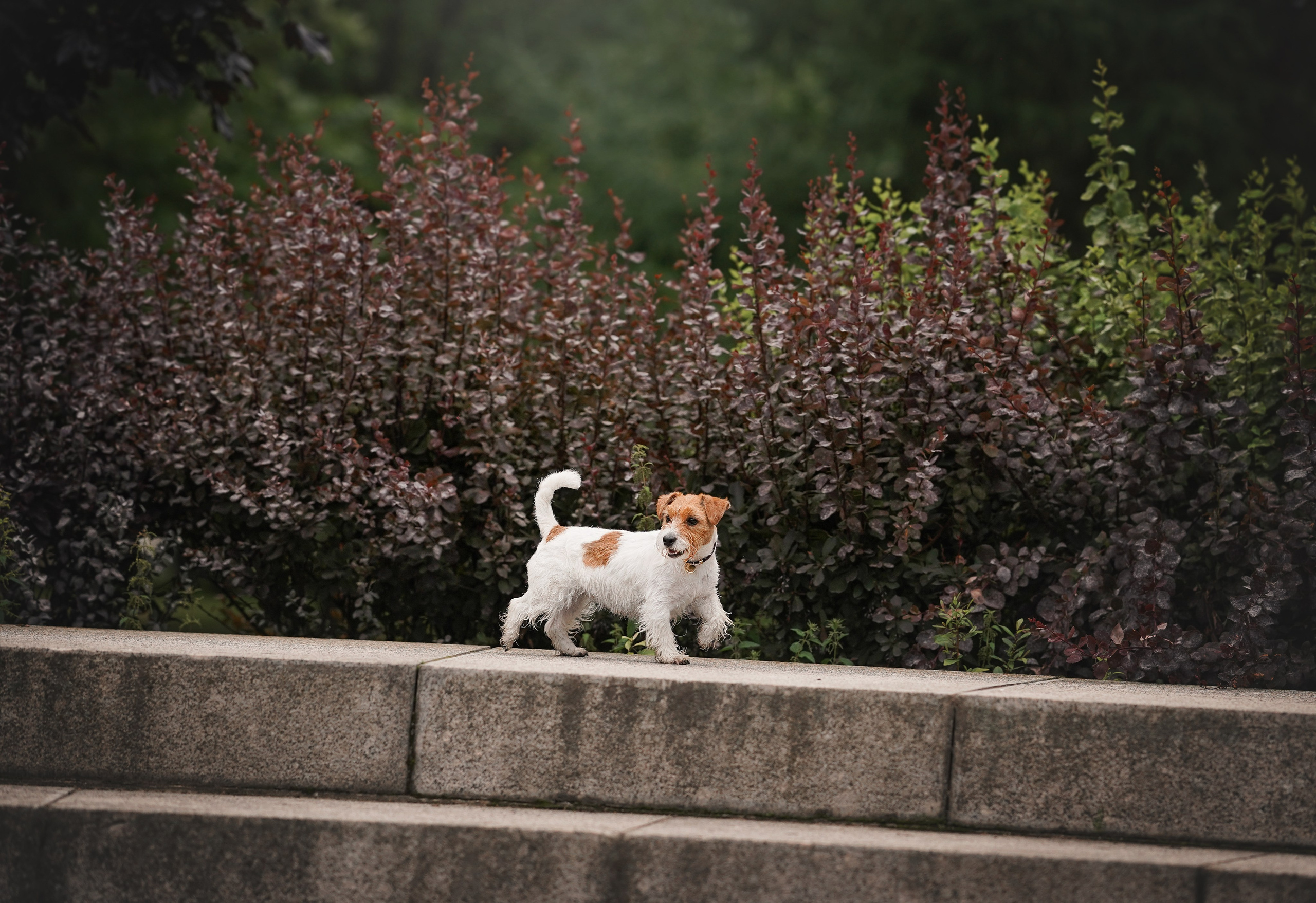 Люба и Тося. Фотограф-анималист в Санкт-Петербурге Яна Мартынова