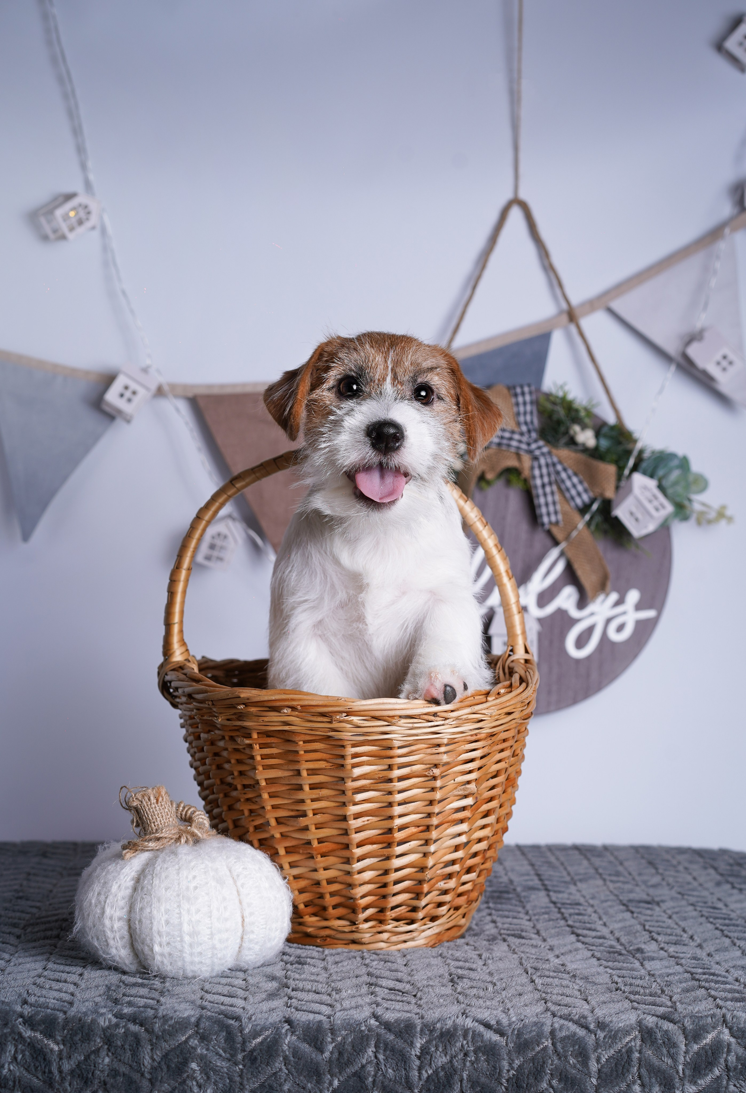 Щенки дрт. Фотограф-анималист в Санкт-Петербурге Яна Мартынова