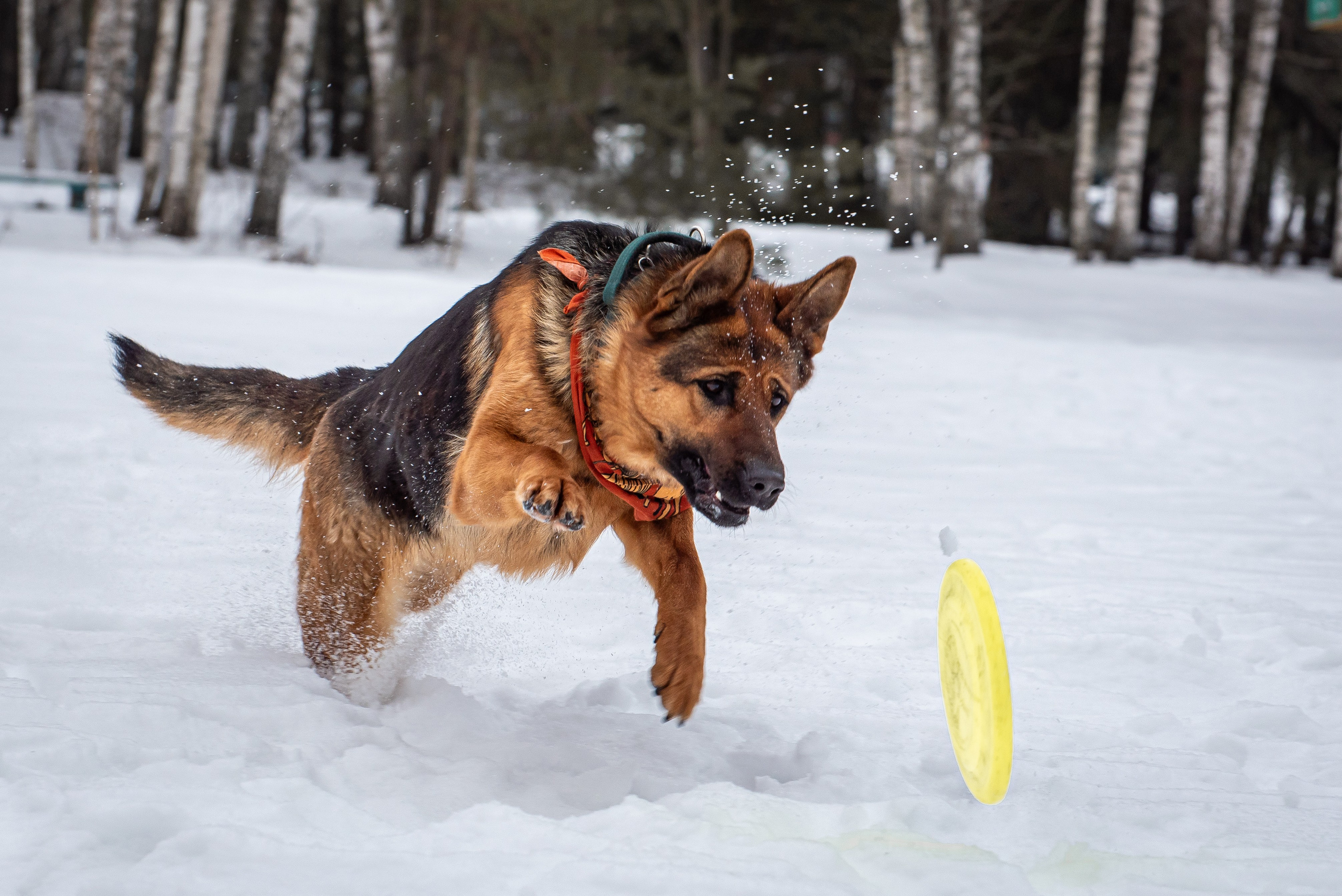 Фотосъёмка с собаками в Кинологическом лагере. Фотограф Макс Огурцов в Нижнем Новгороде