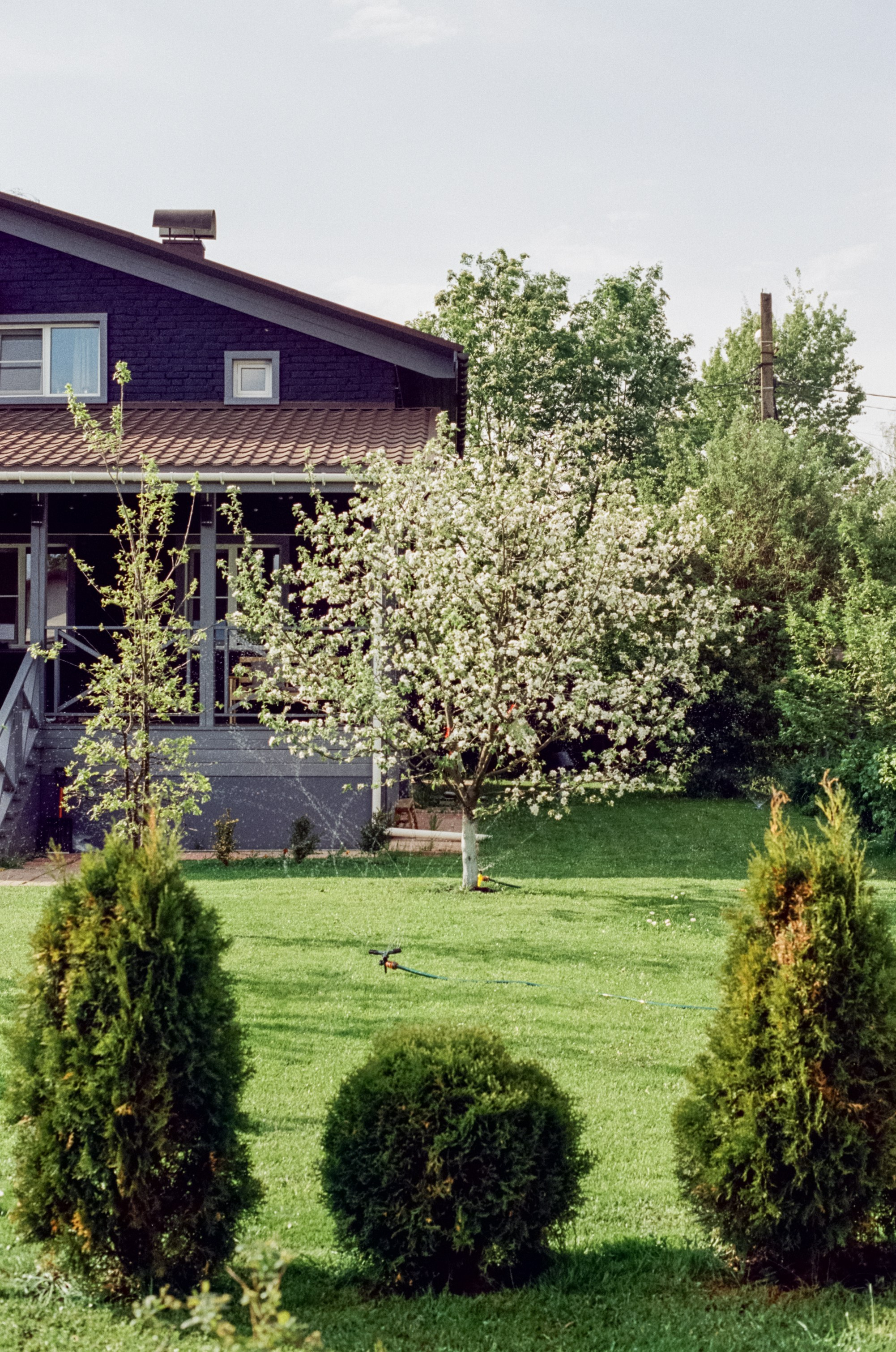 Nikon F100 — Micro-Nikkor-P.C Auto 55 mm f3.5 | май 2025 года | Давыдовское