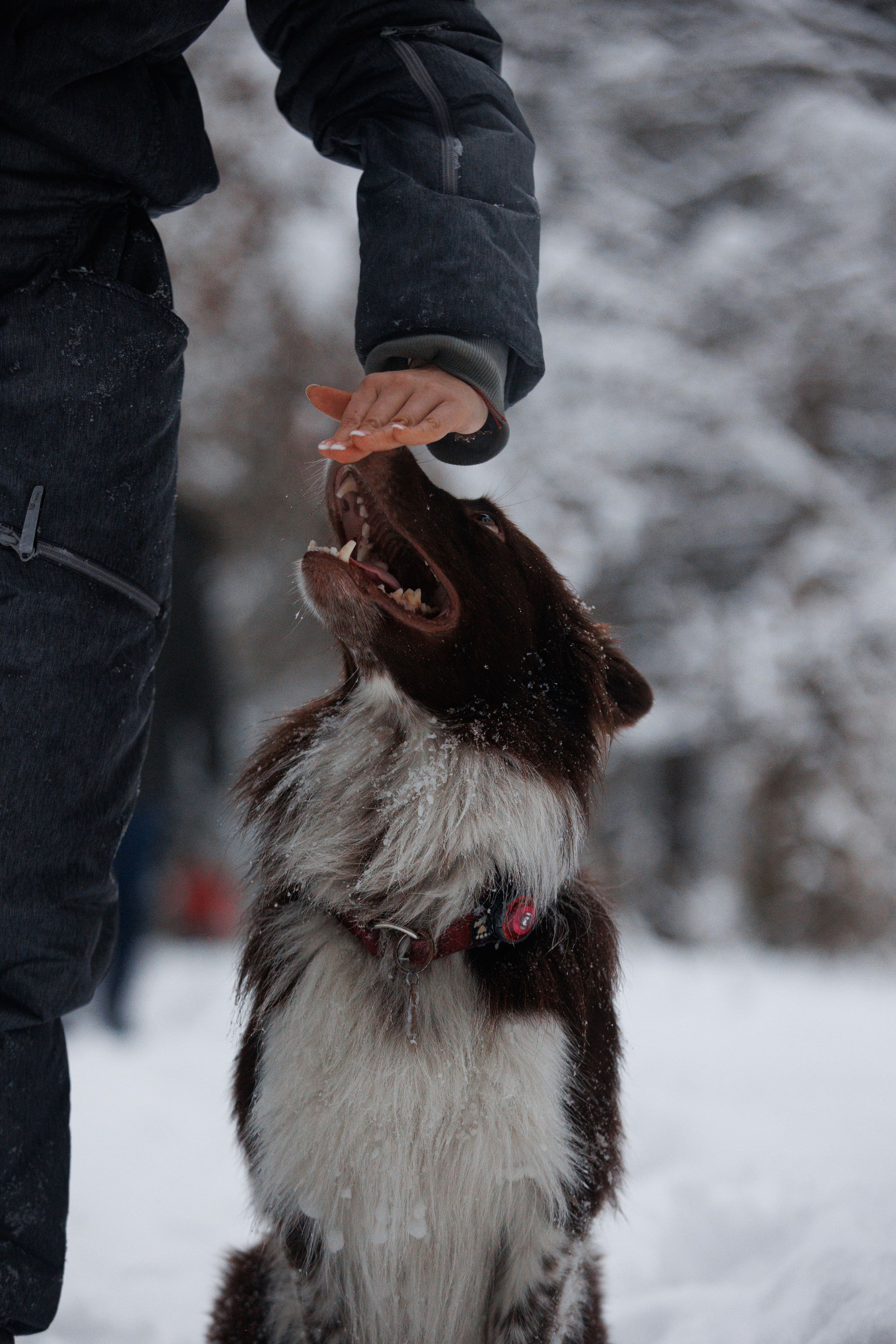 Даша и компания. Фотограф анималист Кристина Карпова, Москва