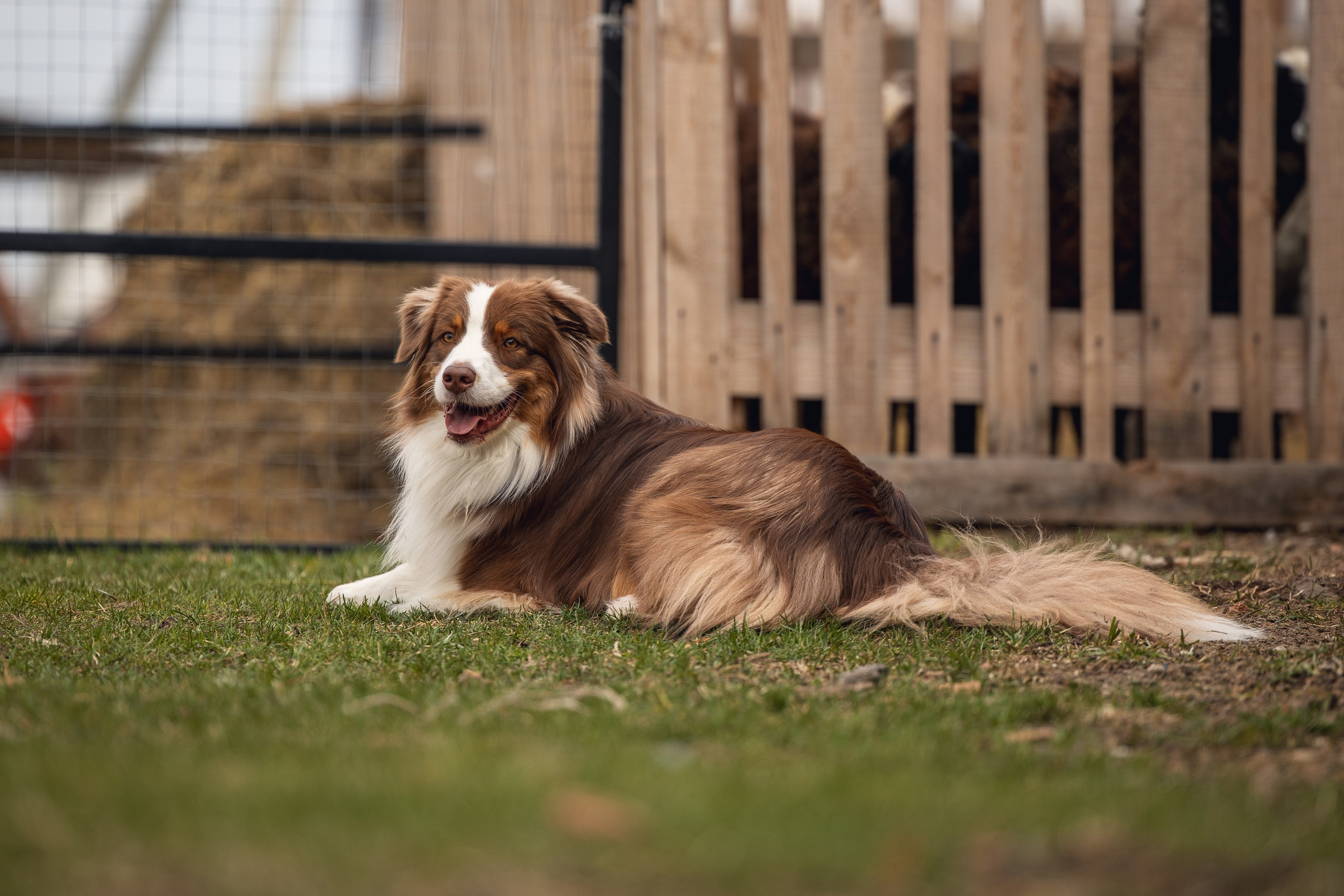 Анна и Вуди. YULA KOLESOVA | Фотограф — Анималист | Художник | Тюмень
