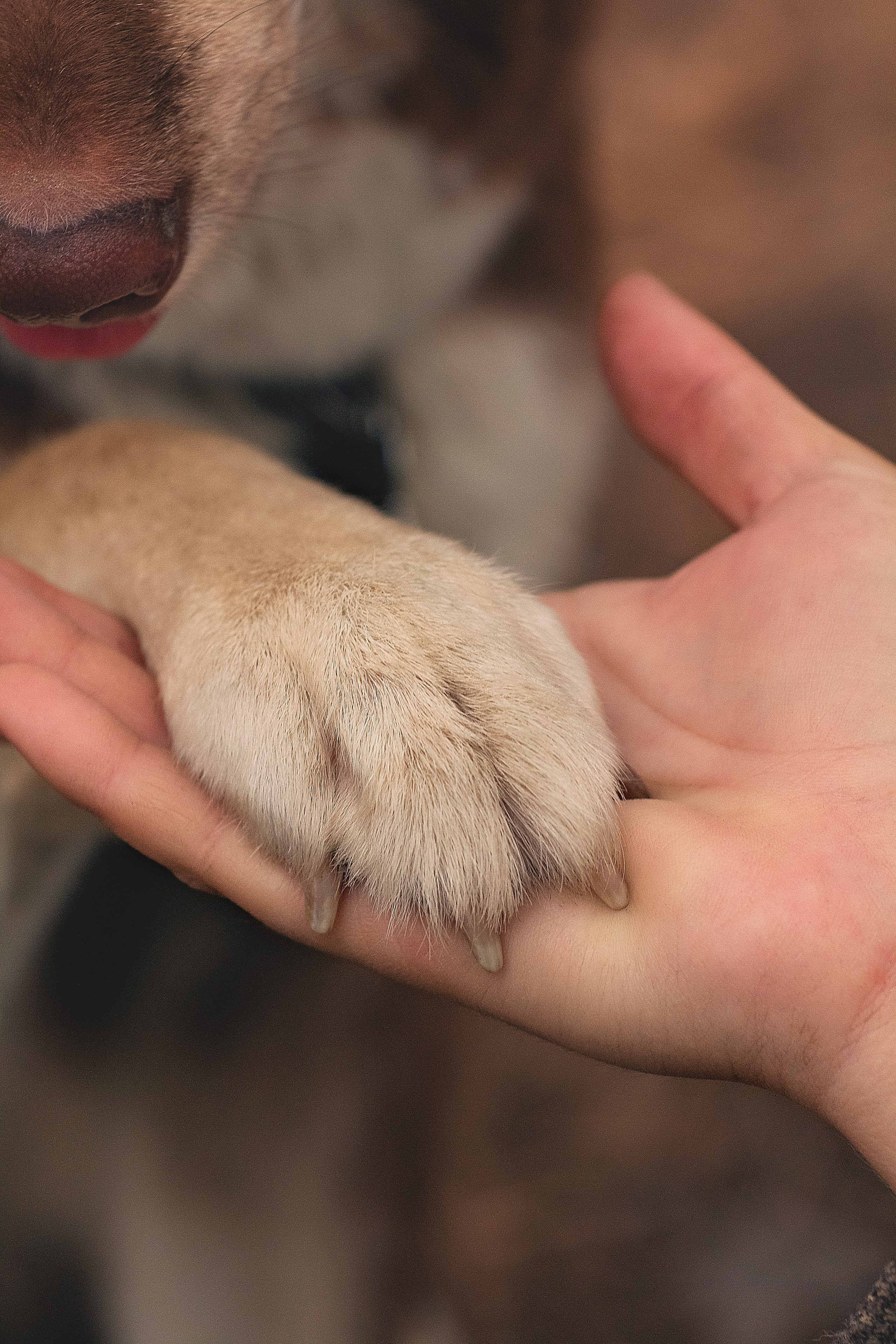 Светлана и Тисэ. YULA KOLESOVA | Фотограф — Анималист | Художник | Тюмень
