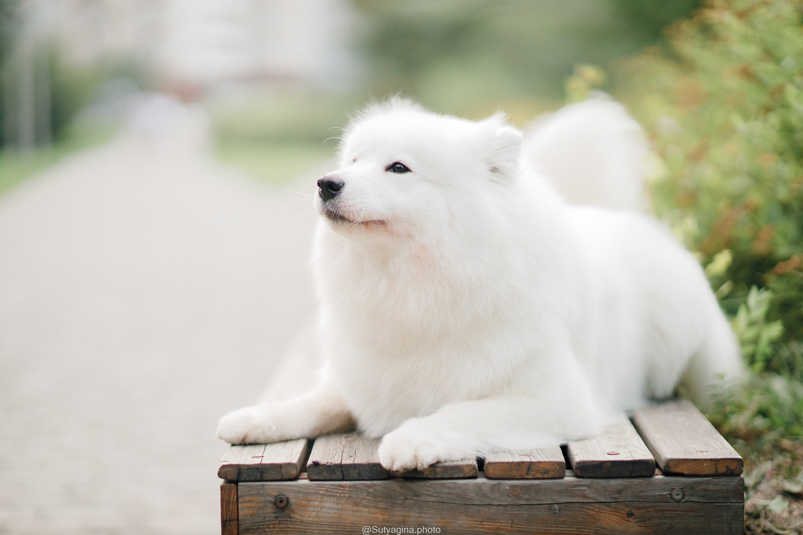 Самоед Рея. Свадебный и женский фотограф
