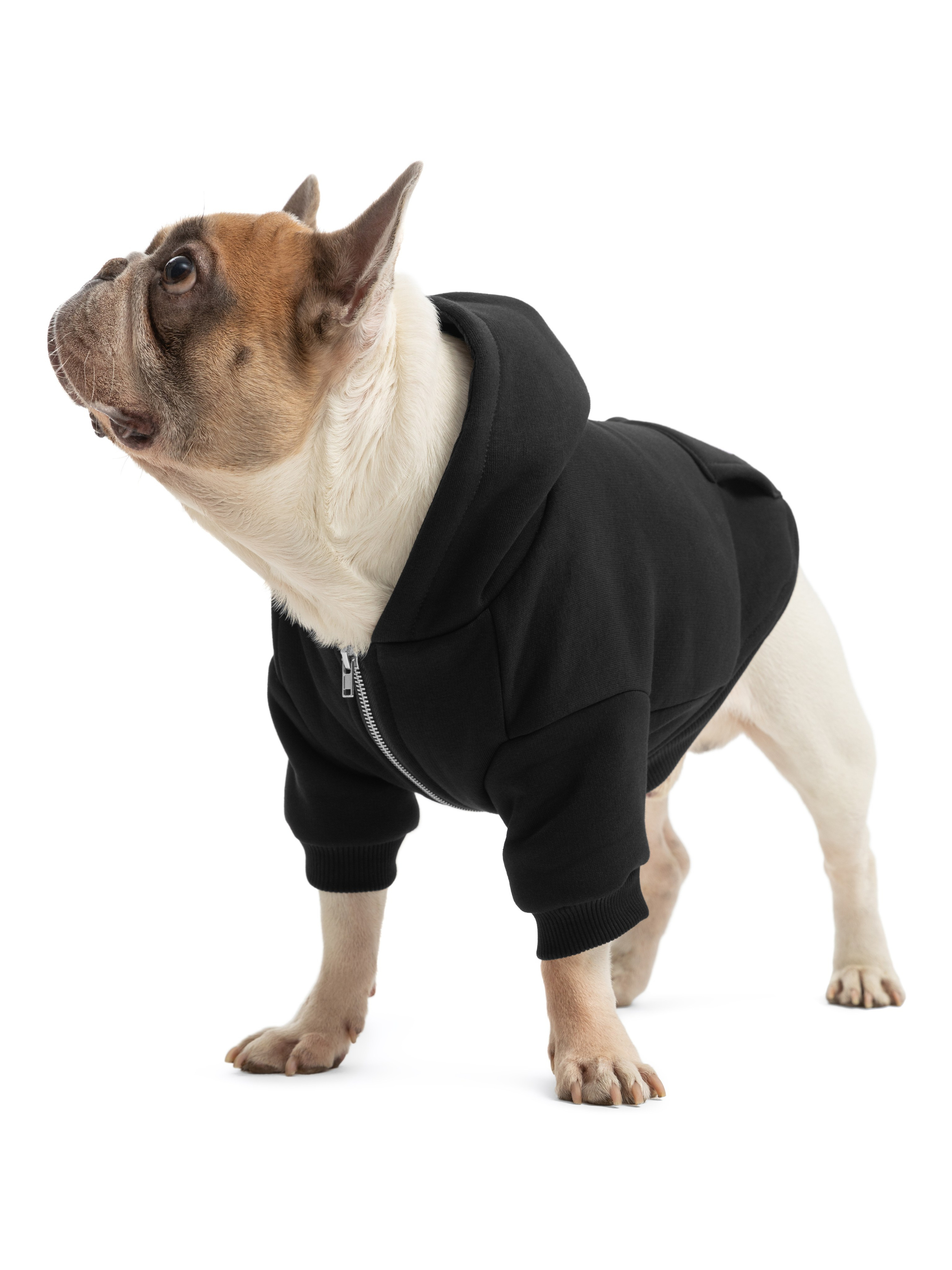 Одежда для собак Pet Subject. Олег Дмитриев