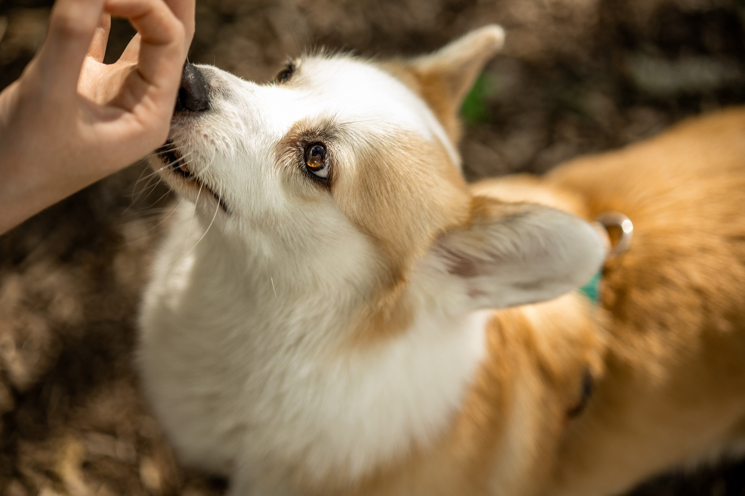 Съемка с собакой. Анастасия Белаш