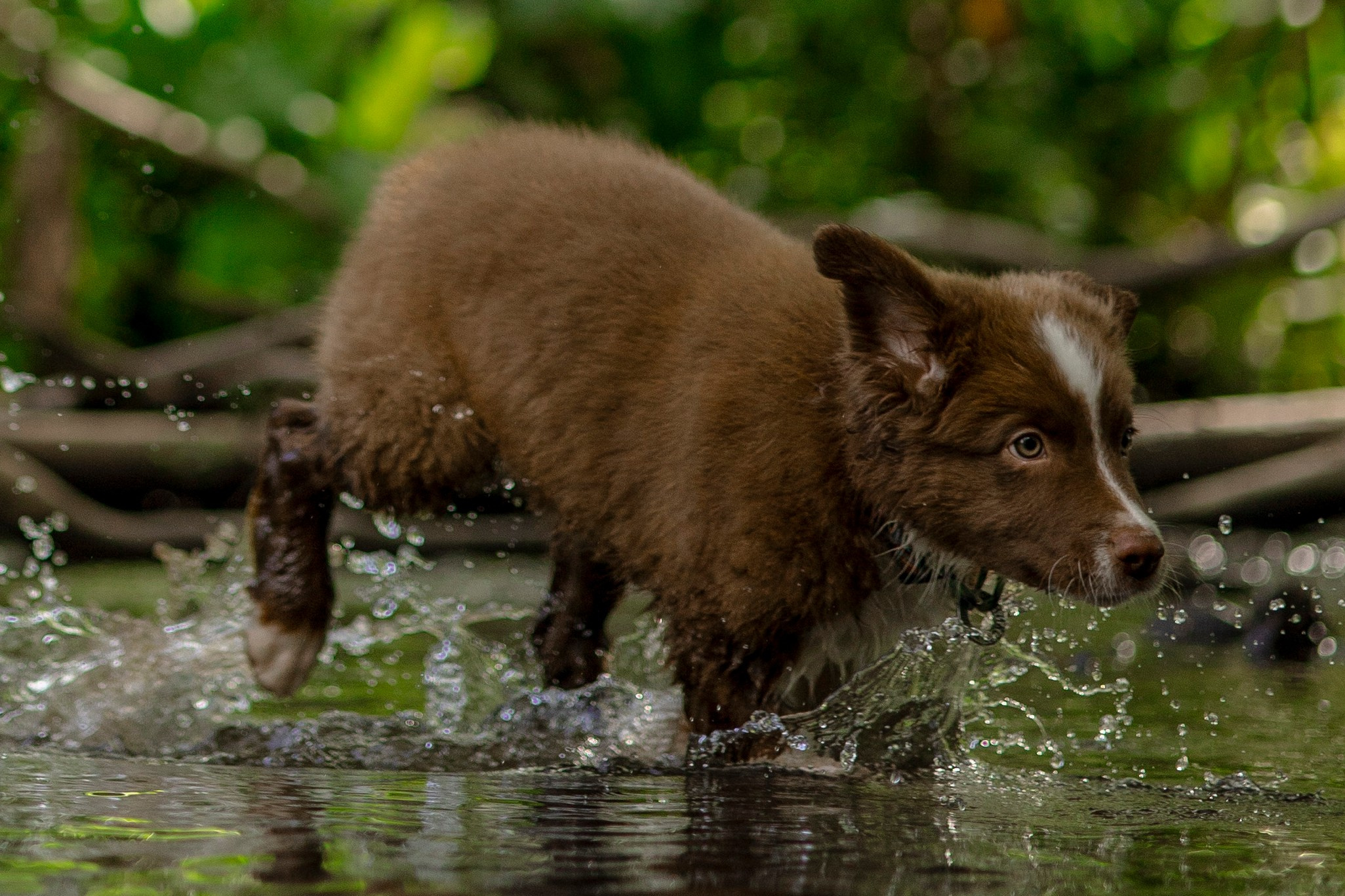 Съемка щенка. Анастасия Белаш