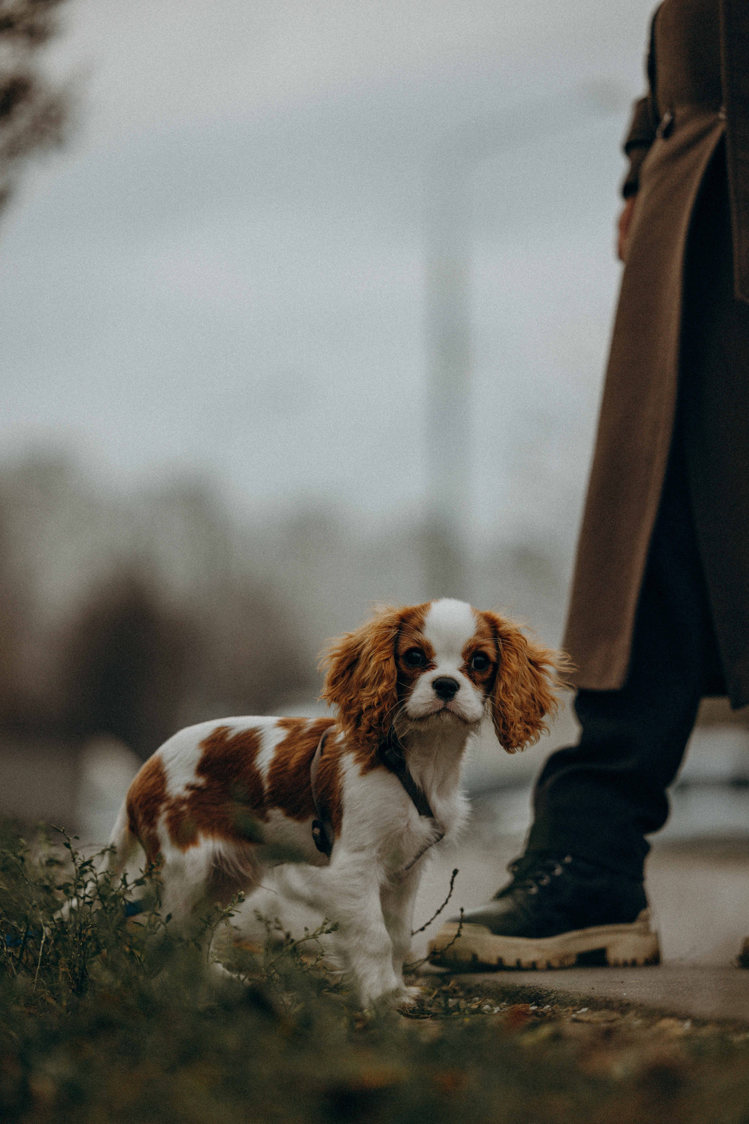 Юля и Кипр. Фотограф-анималист в Москве Лера Черноног