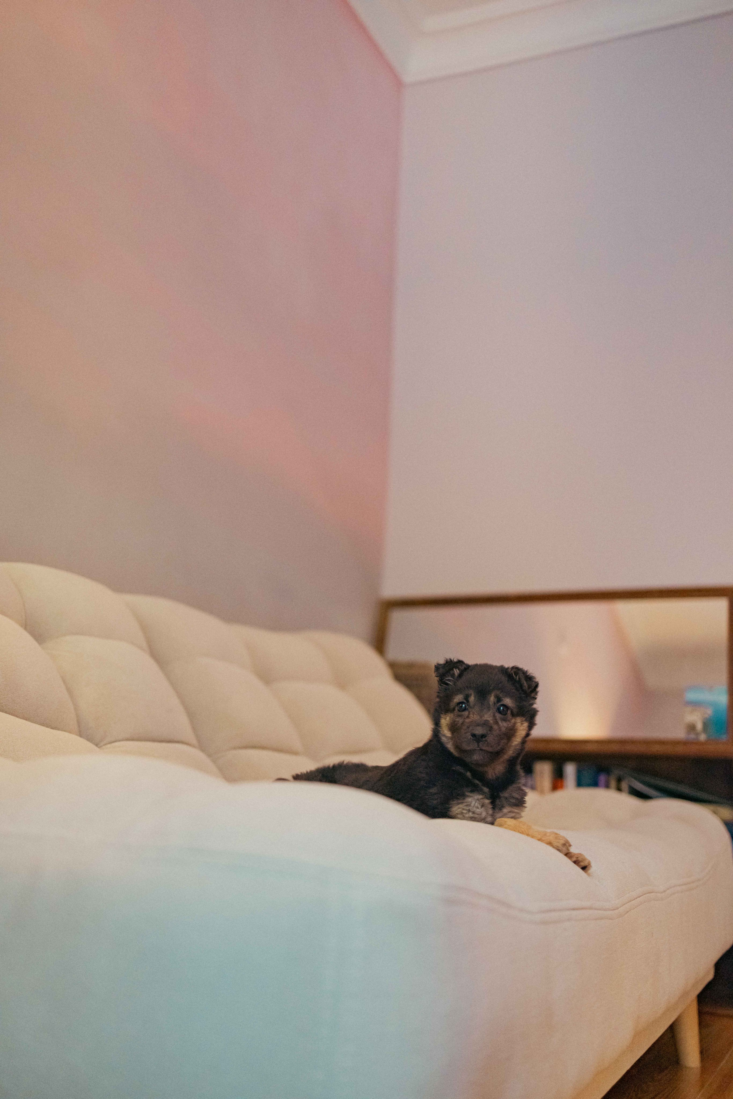 Пеппа. Фотограф-анималист в Москве Лера Черноног