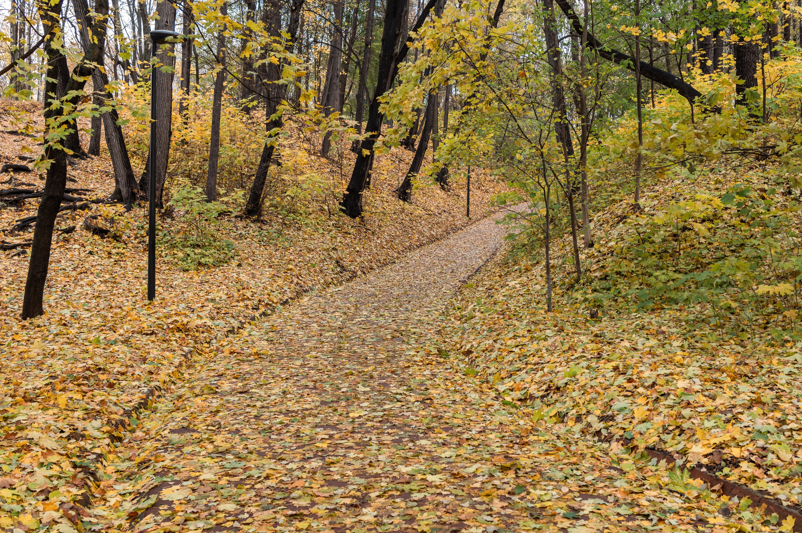 20231031 Нескучный сад. Дмитрий Ремизов. Фотография, как хобби