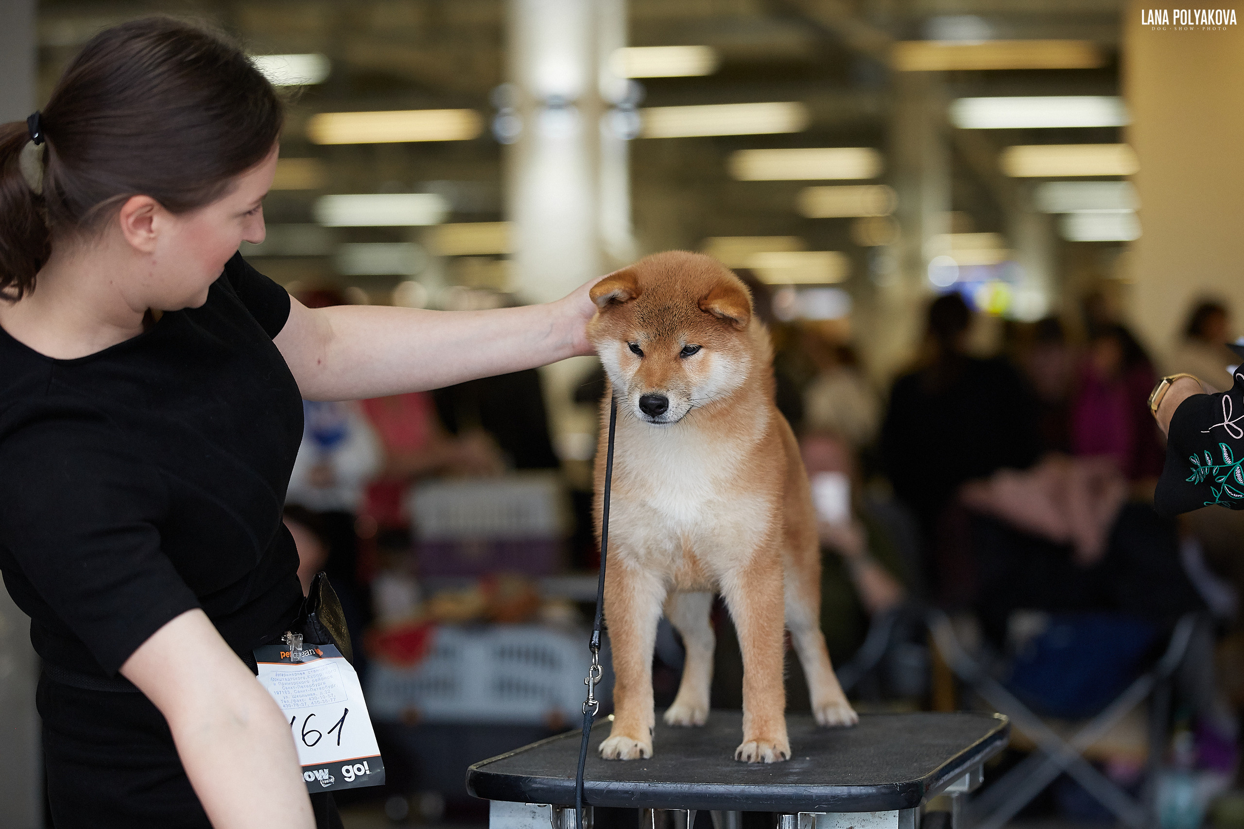 Локи * Shiomaru EVER DREAM * LOKI