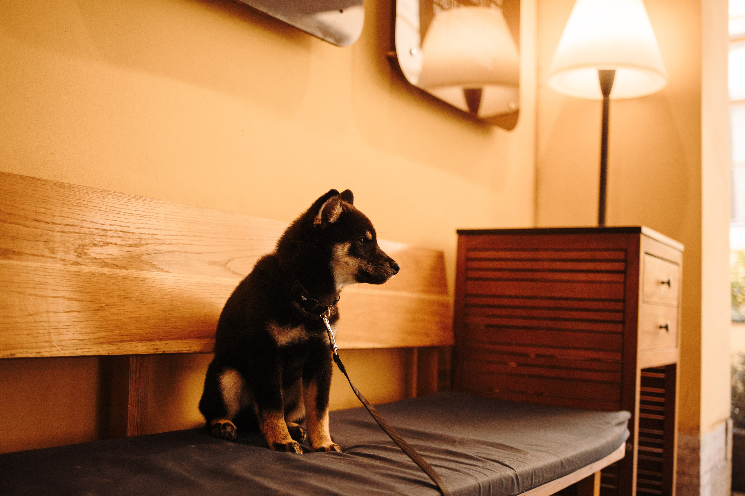 Даша и ее девочки. Фотограф — Анималист | Санкт-Петербург