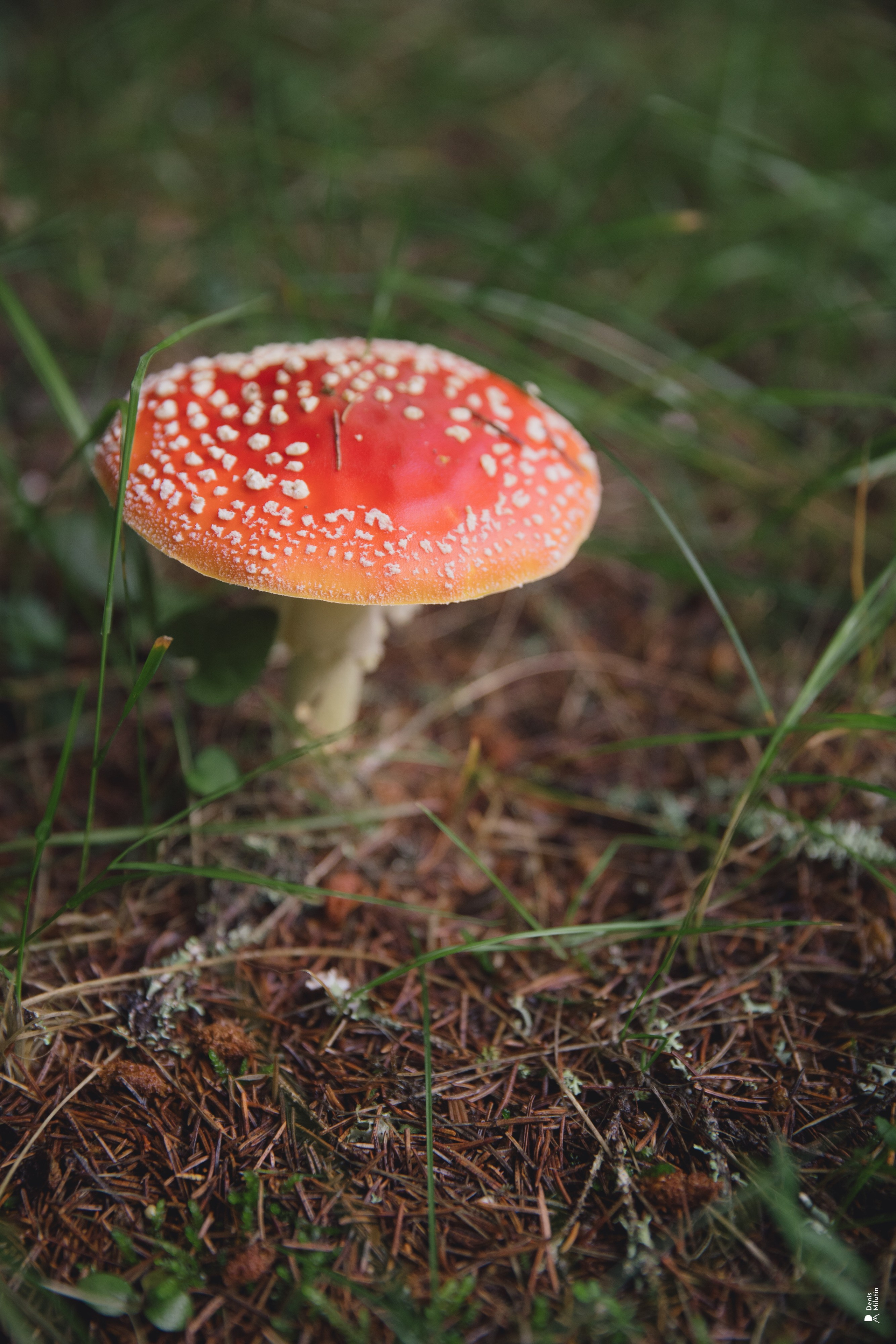 Женский Митрофаниевский скит Важеозерского мужского монастыря. Портретный фотограф Денис Милютин