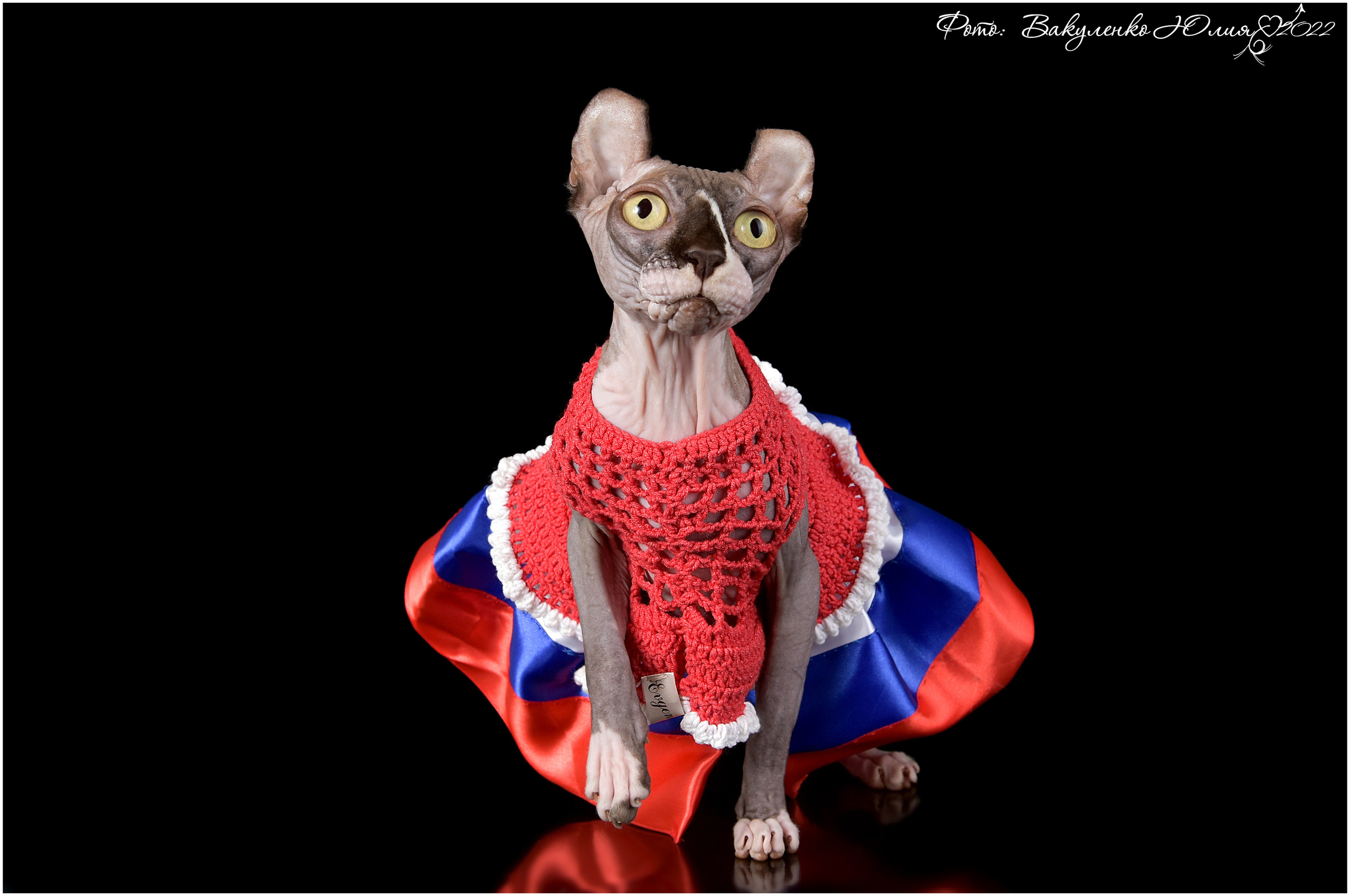 Взрослые. Фотограф анималист | семейный Юлия Вакуленко, г. Краснодар